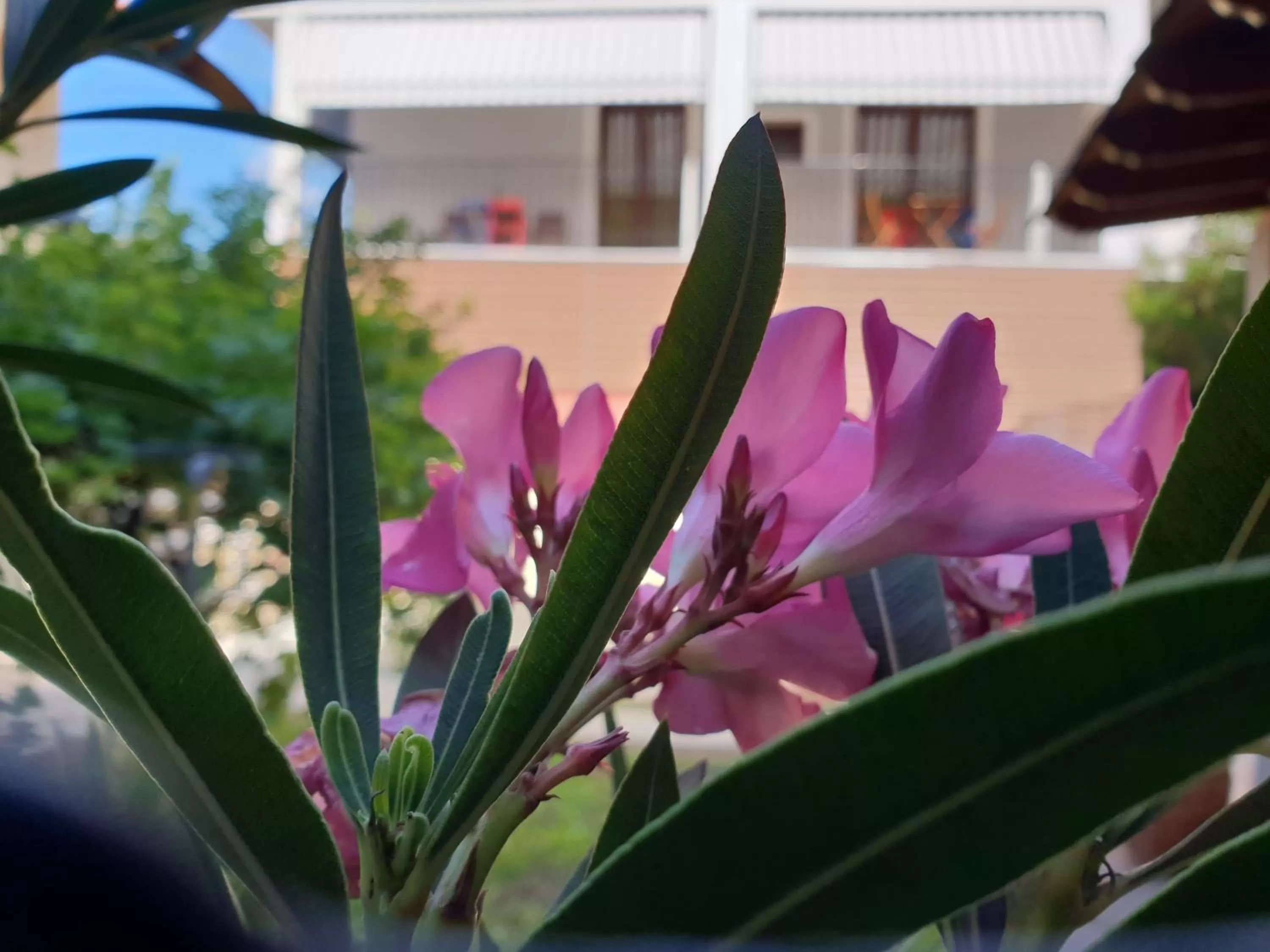 Garden in Mondeus Inn Luxury