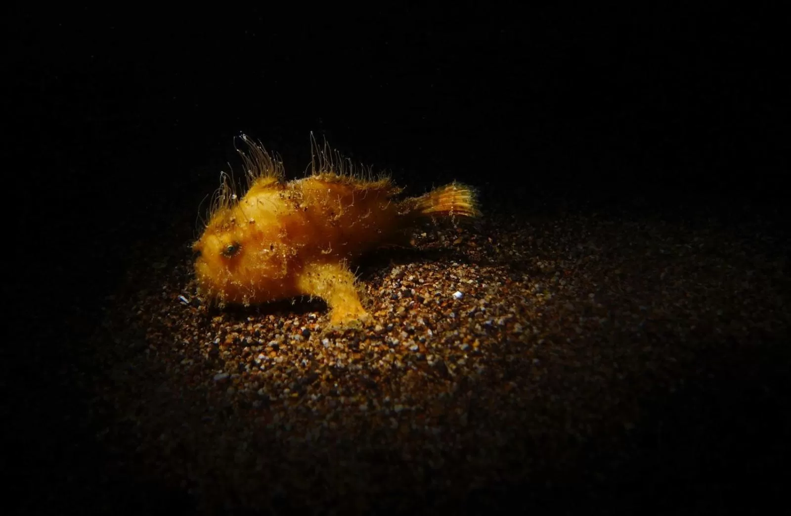 Snorkeling in AivyMaes Divers Resort