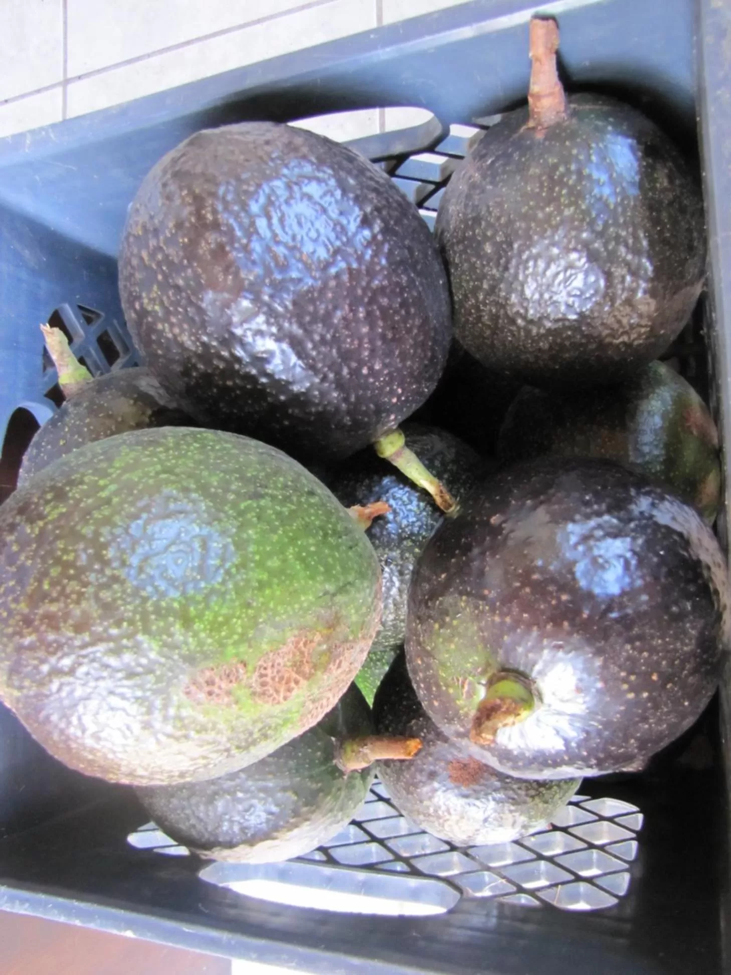 Food and drinks, Food in Coffee Garden