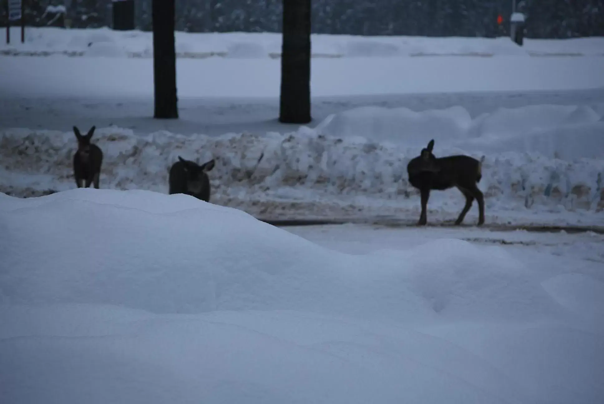 Animals, Winter in Hotel Civilia Lakeside by Civilia Golf Retreat