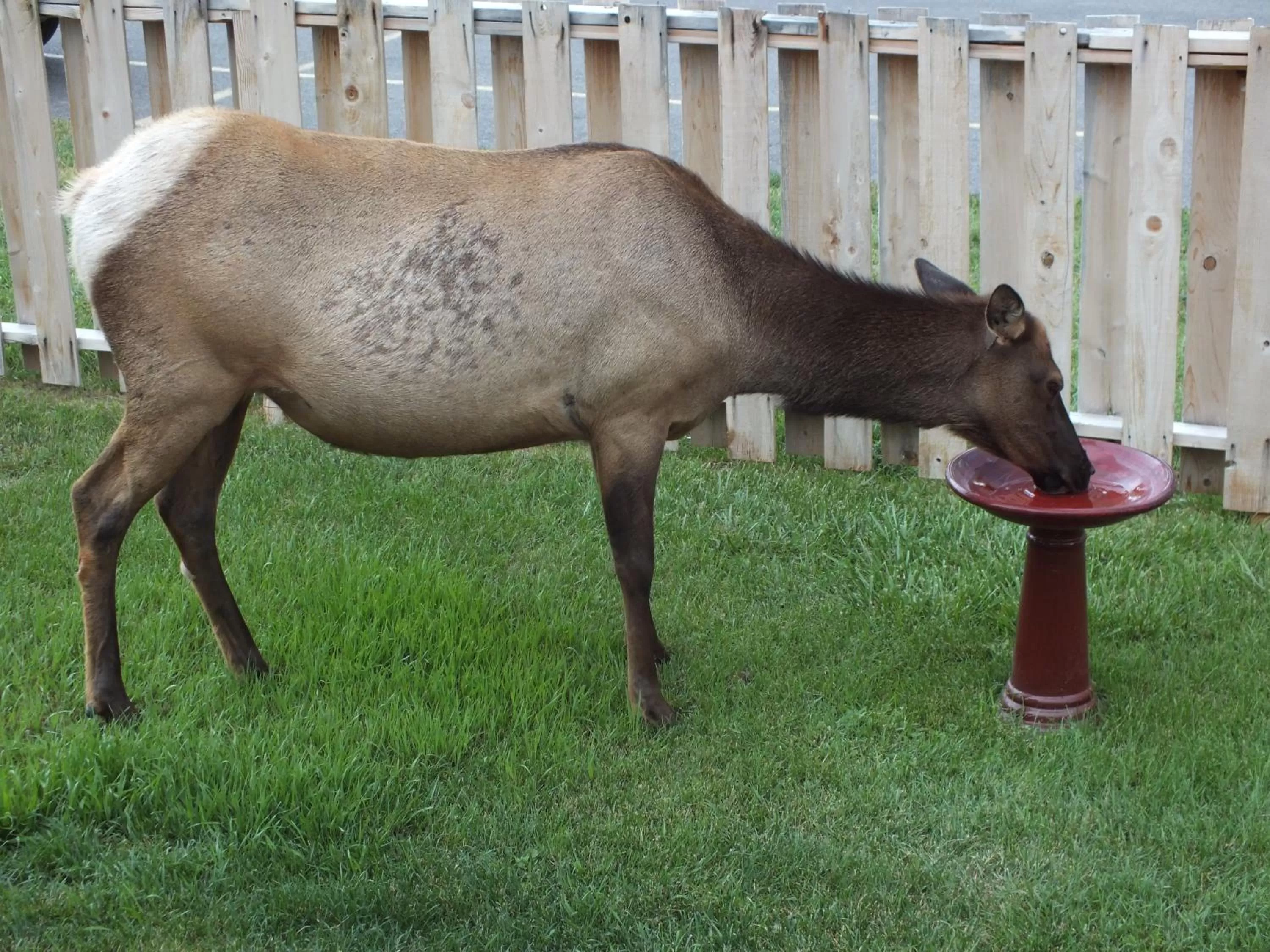 Animals in Yellowstone Gateway Inn