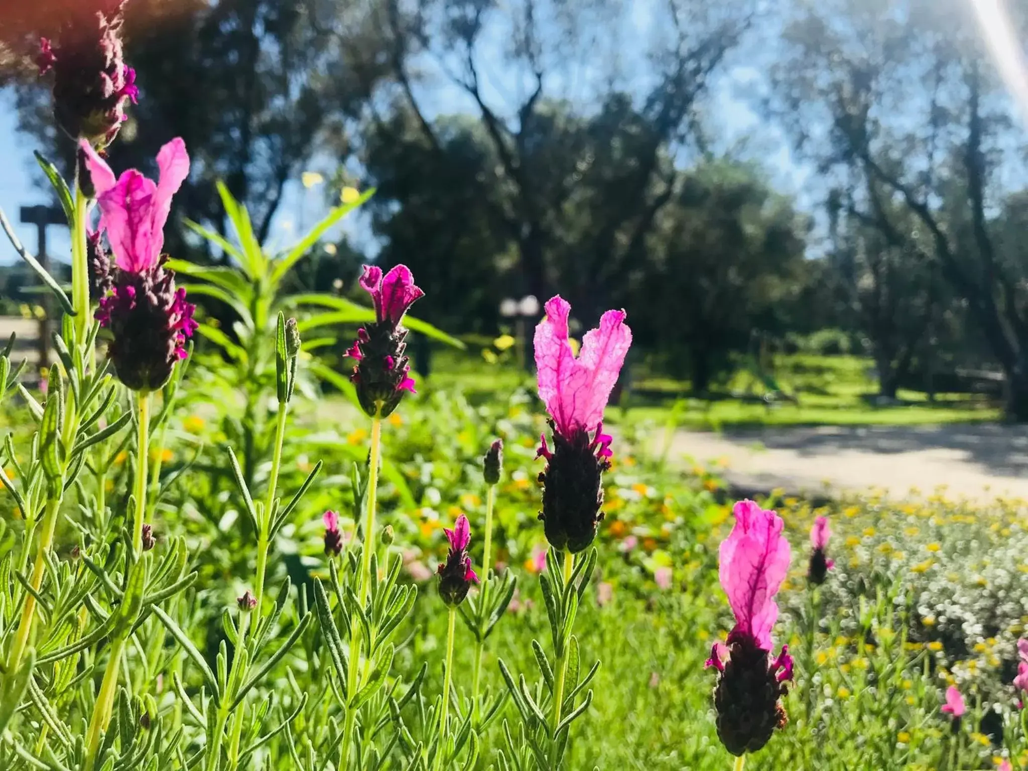 Garden in Green Park Hotel & Residence