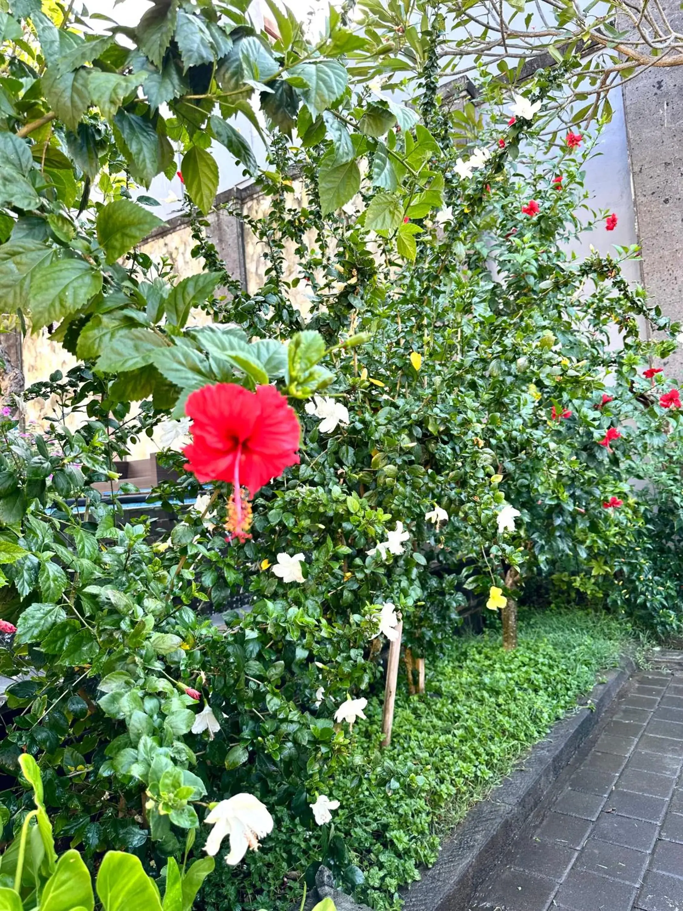 Garden in Radha Bali Hotel