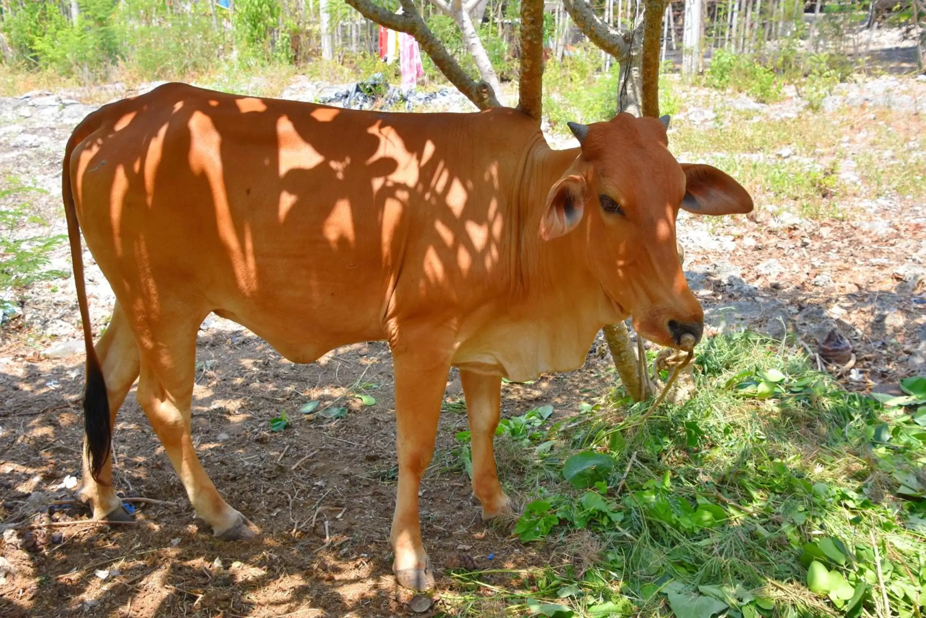 Animals, Other Animals in Badian Island Wellness Resort