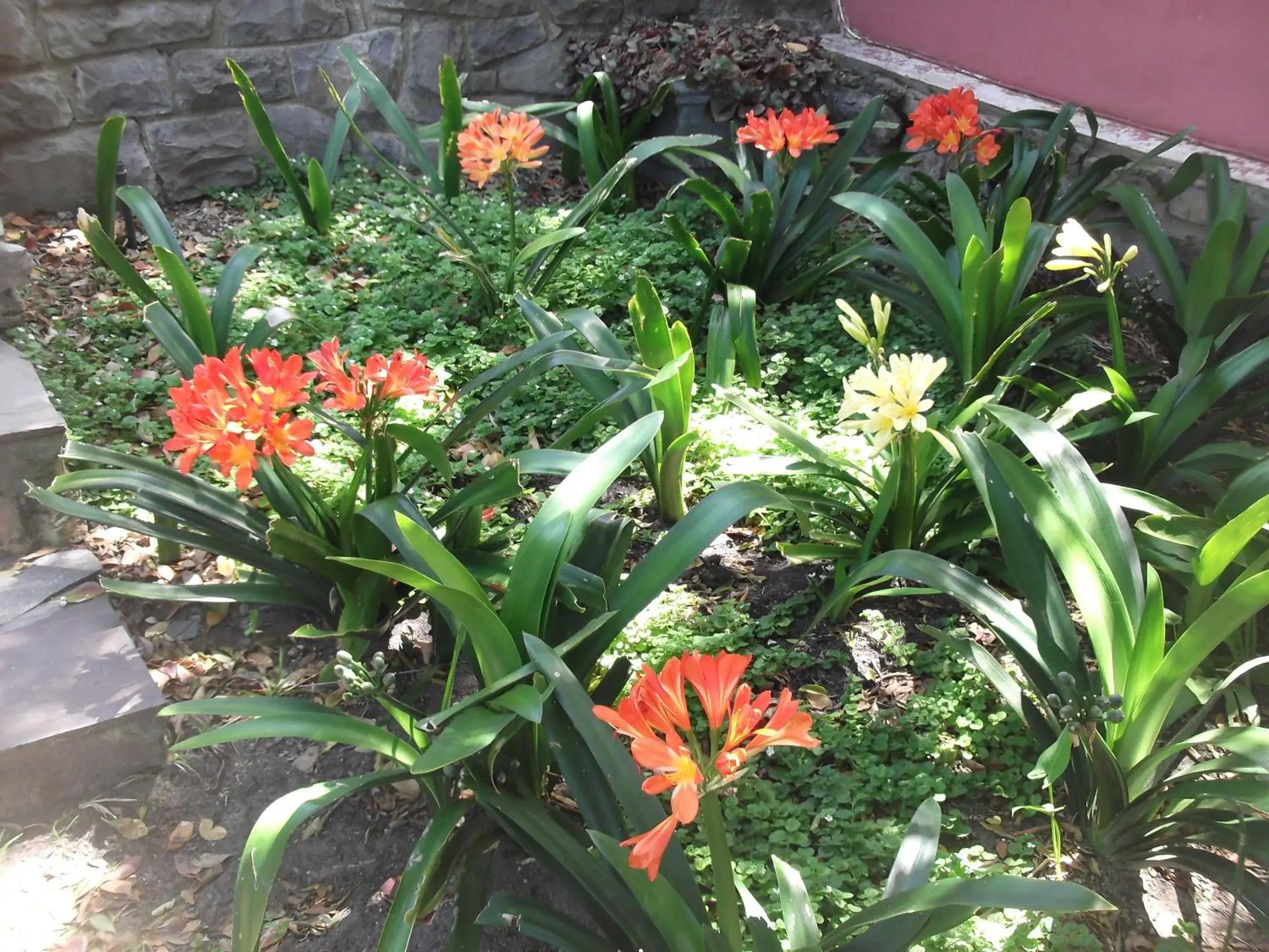 Garden in House on Westcliff