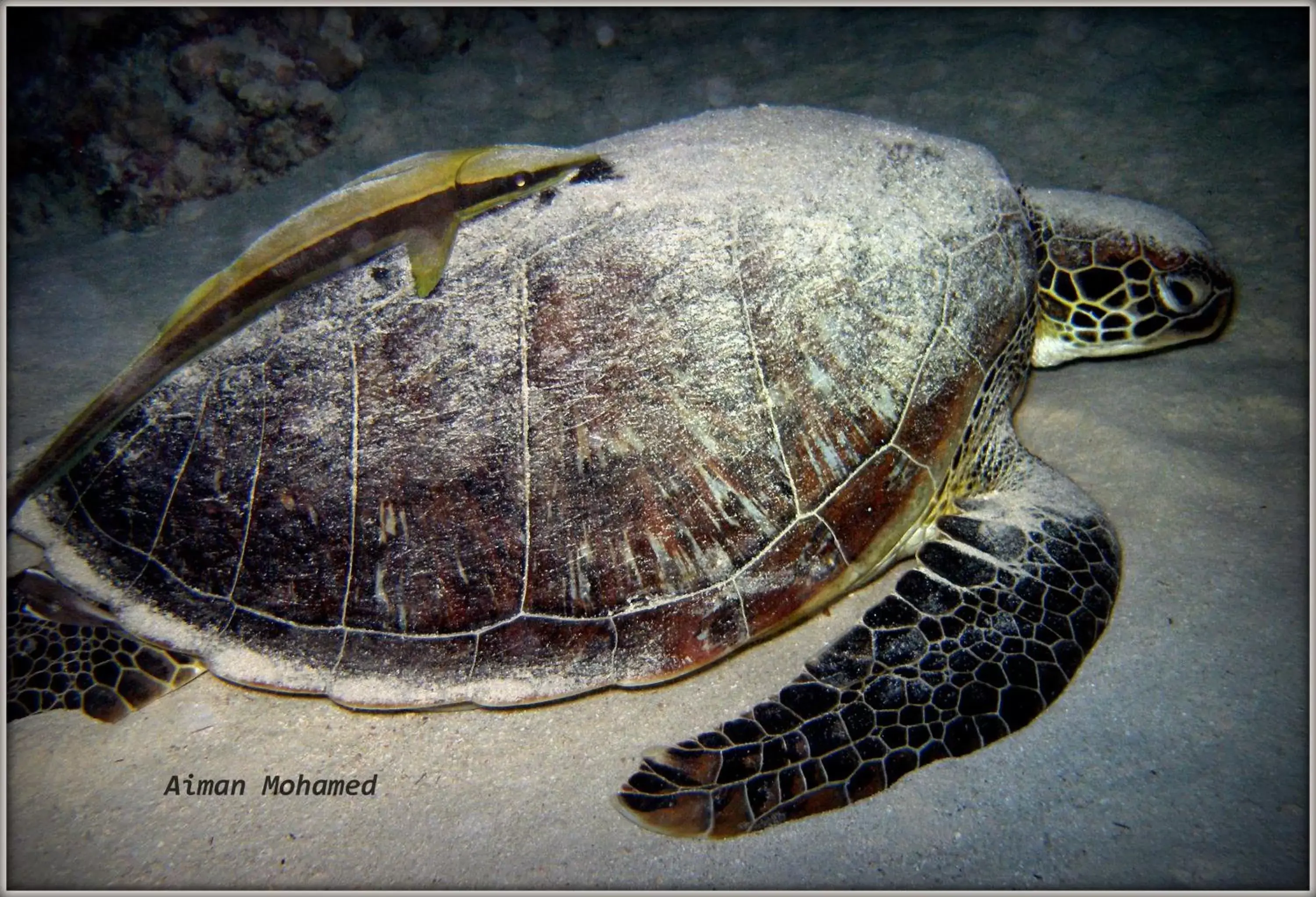 Snorkeling, Other Animals in Coral Sun Beach