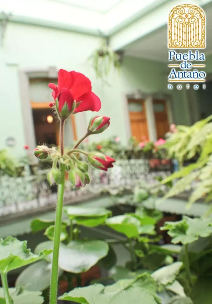 Property building in Hotel Puebla de Antaño
