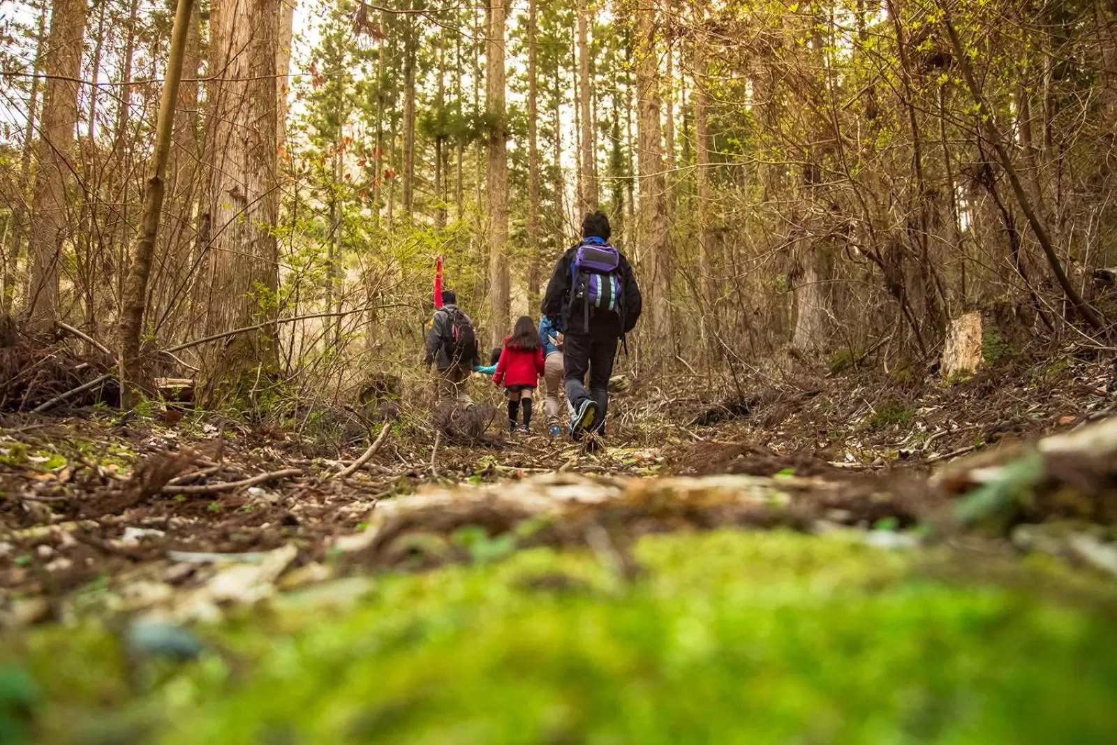 Activities, Horseback Riding in Hotel El faro