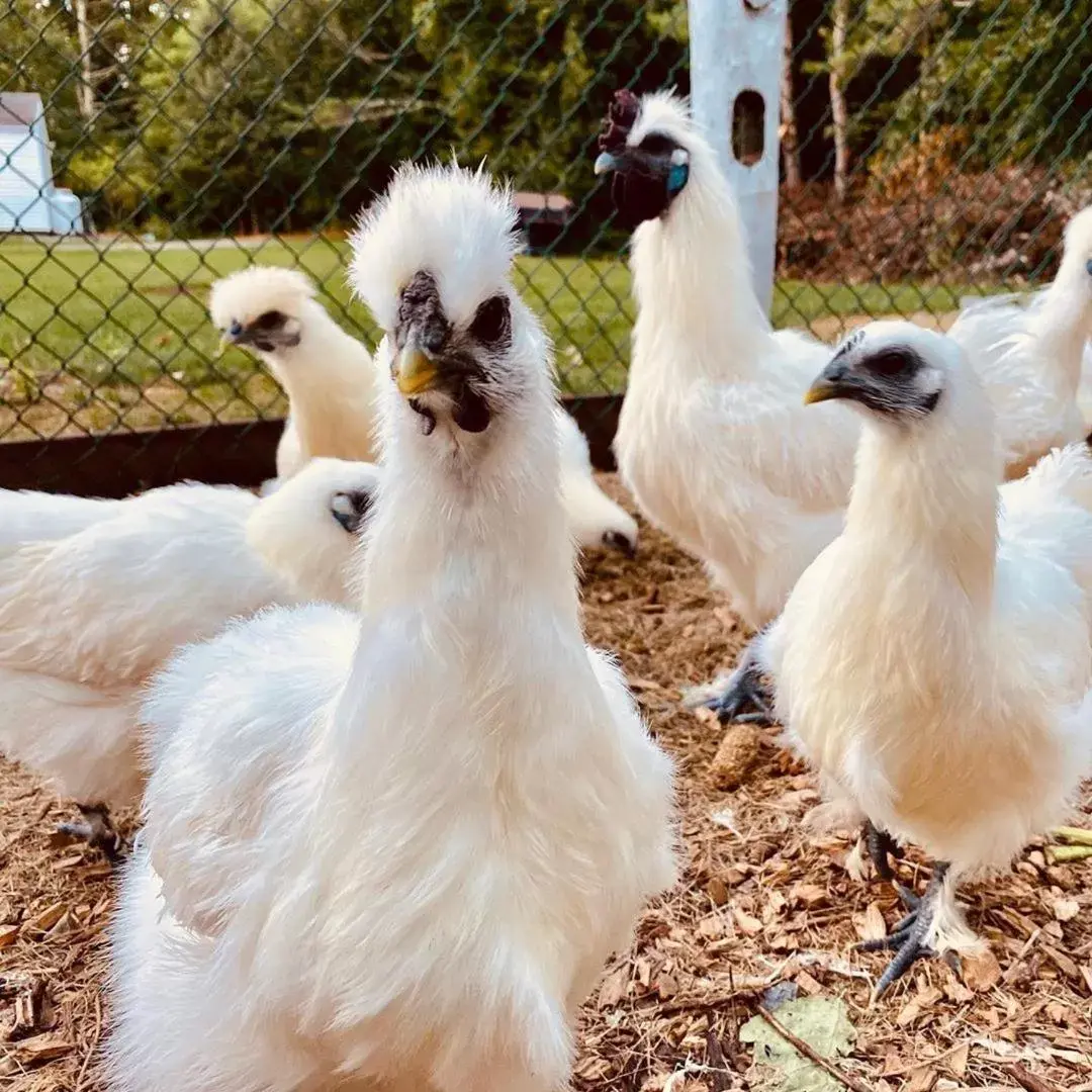 Other Animals in Arcady Mountain Motor Lodge