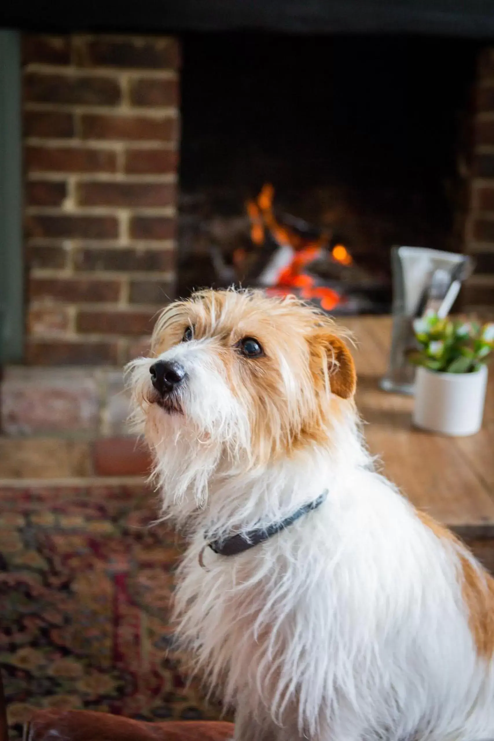 Lounge or bar, Pets in The Cricketers Inn