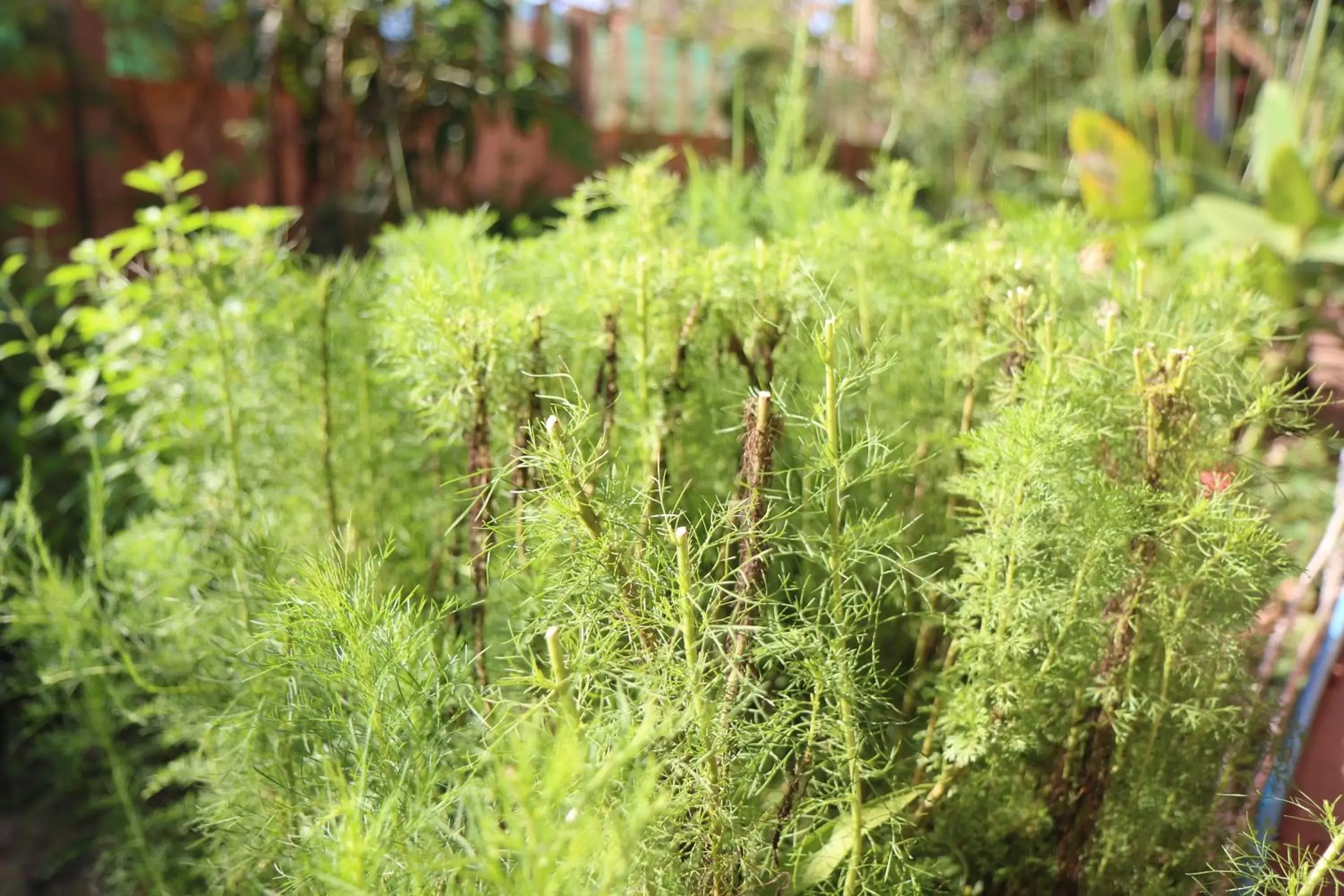 Garden view in Eco-Home