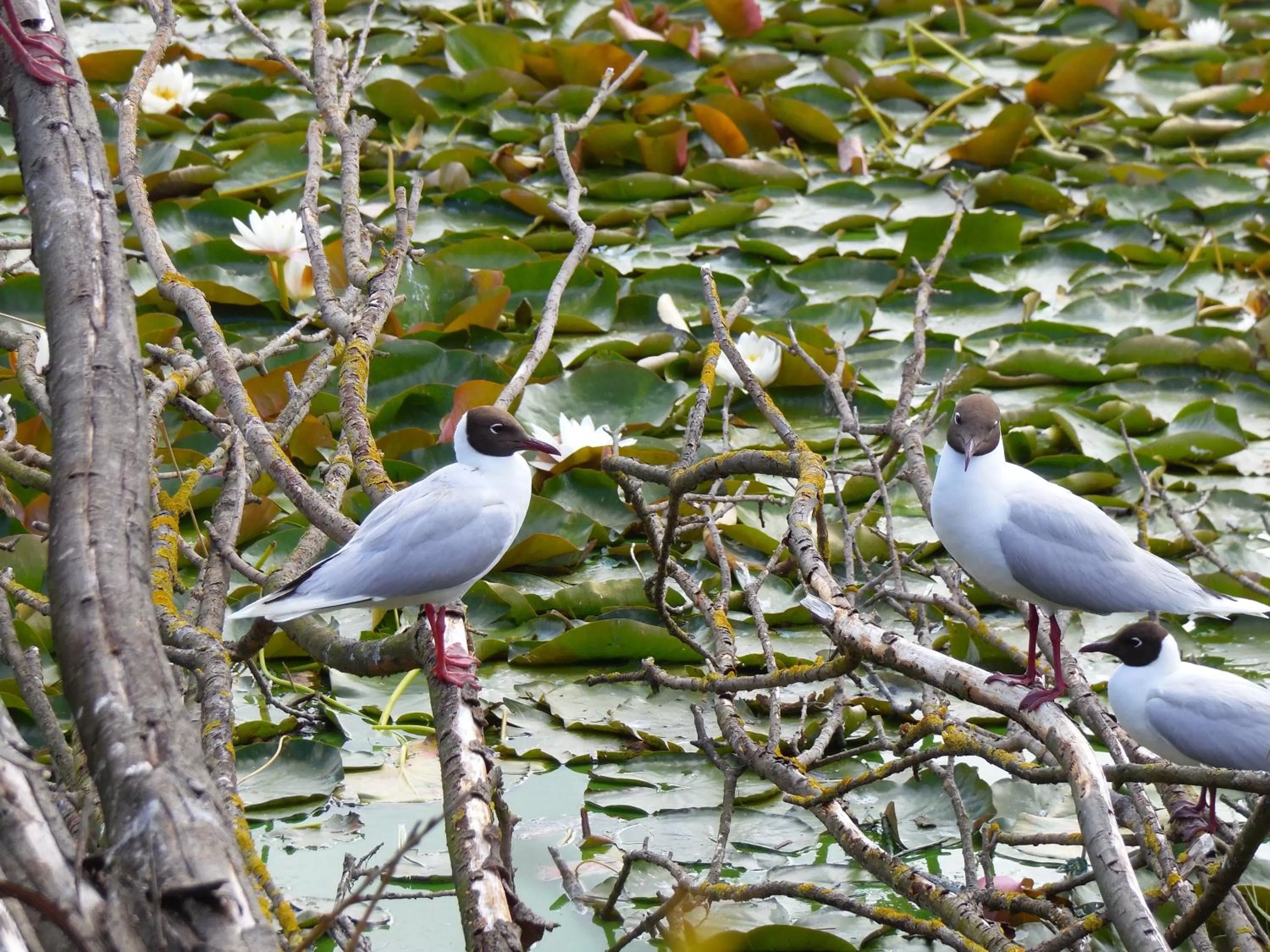 Day, Other Animals in Hotel Boutique Casa Werner