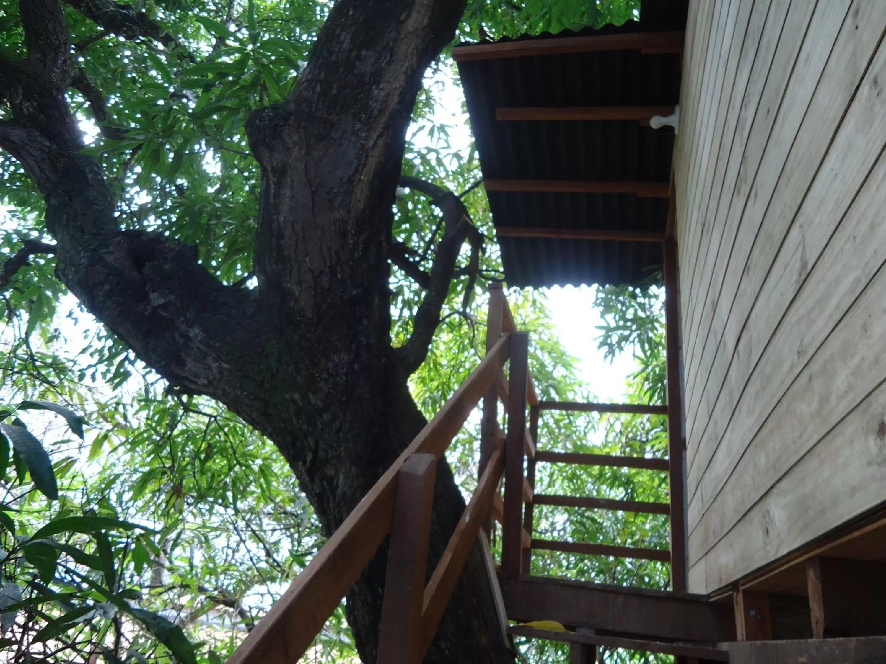 Balcony/Terrace in Casa na Árvore