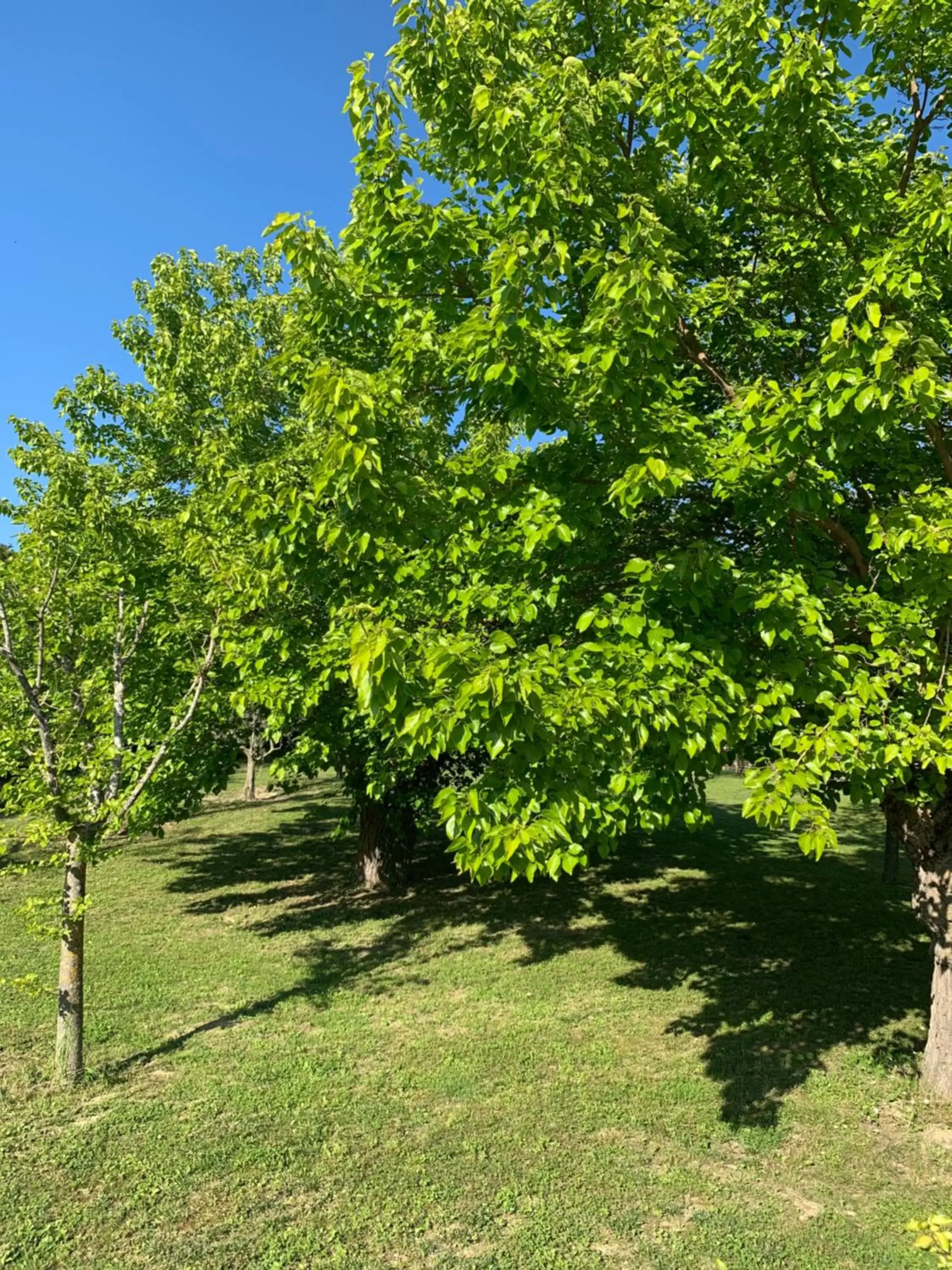 Garden in Il Lauro