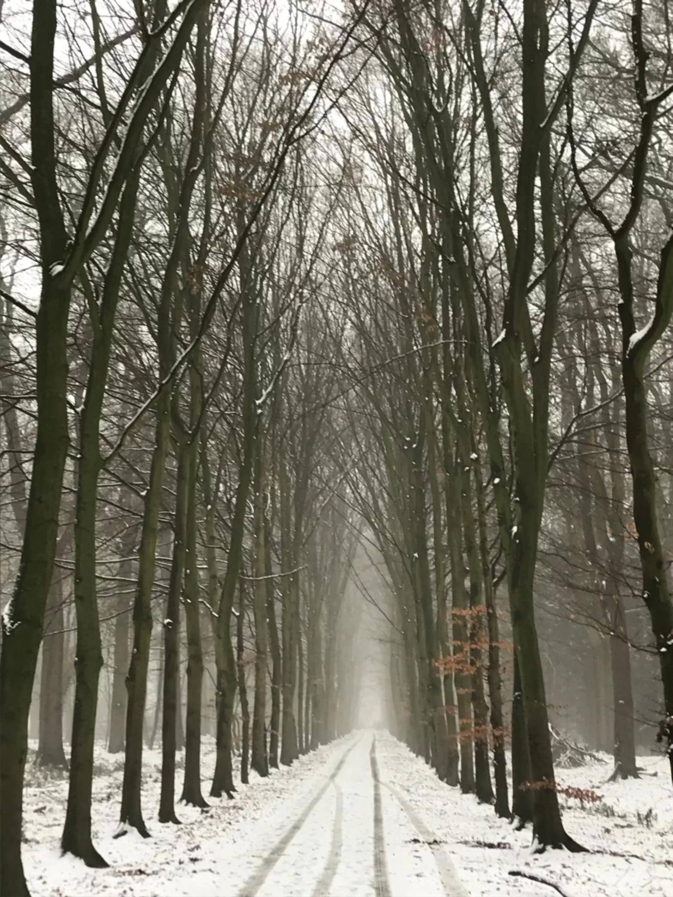 Natural landscape, Winter in B&B 'het Gripshuis'