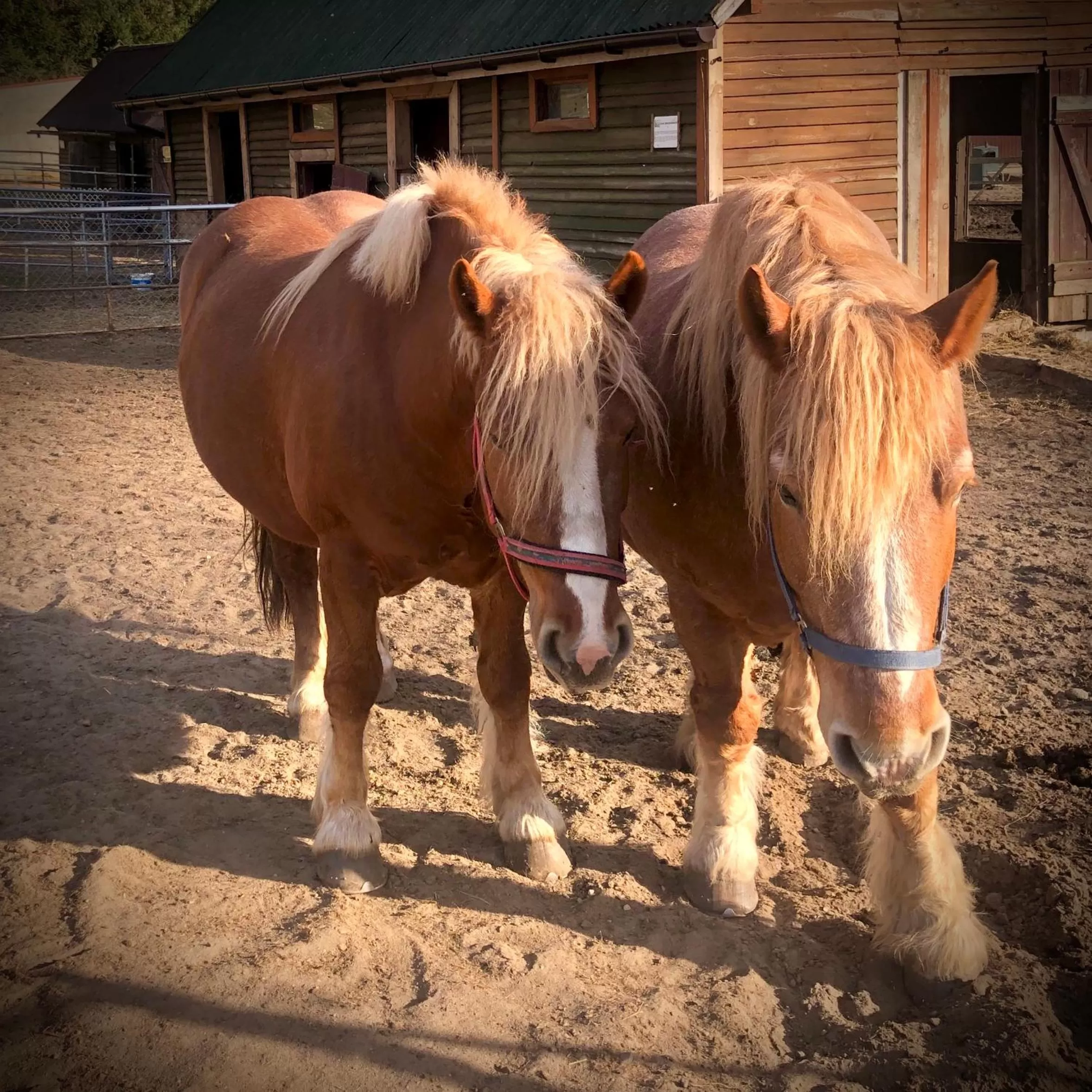 Animals in Ziołowa Dolina