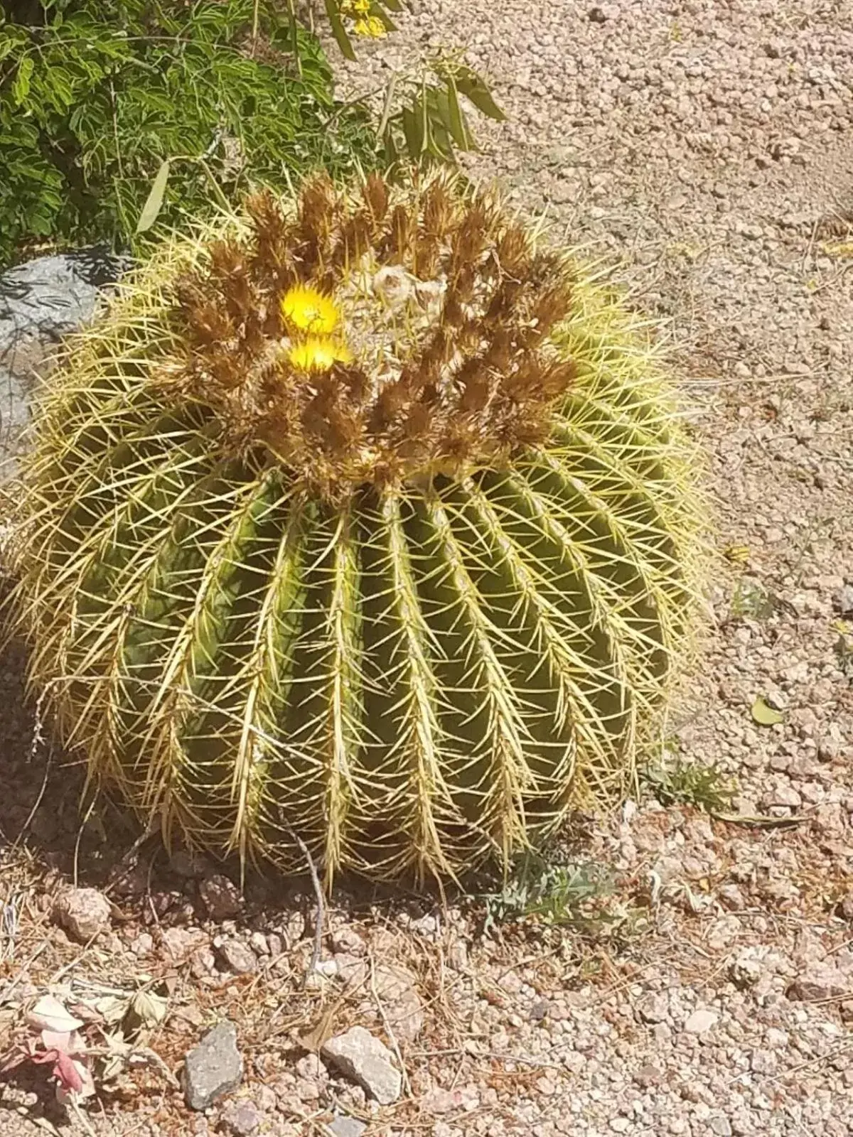 Garden in Days Inn by Wyndham Camp Verde Arizona