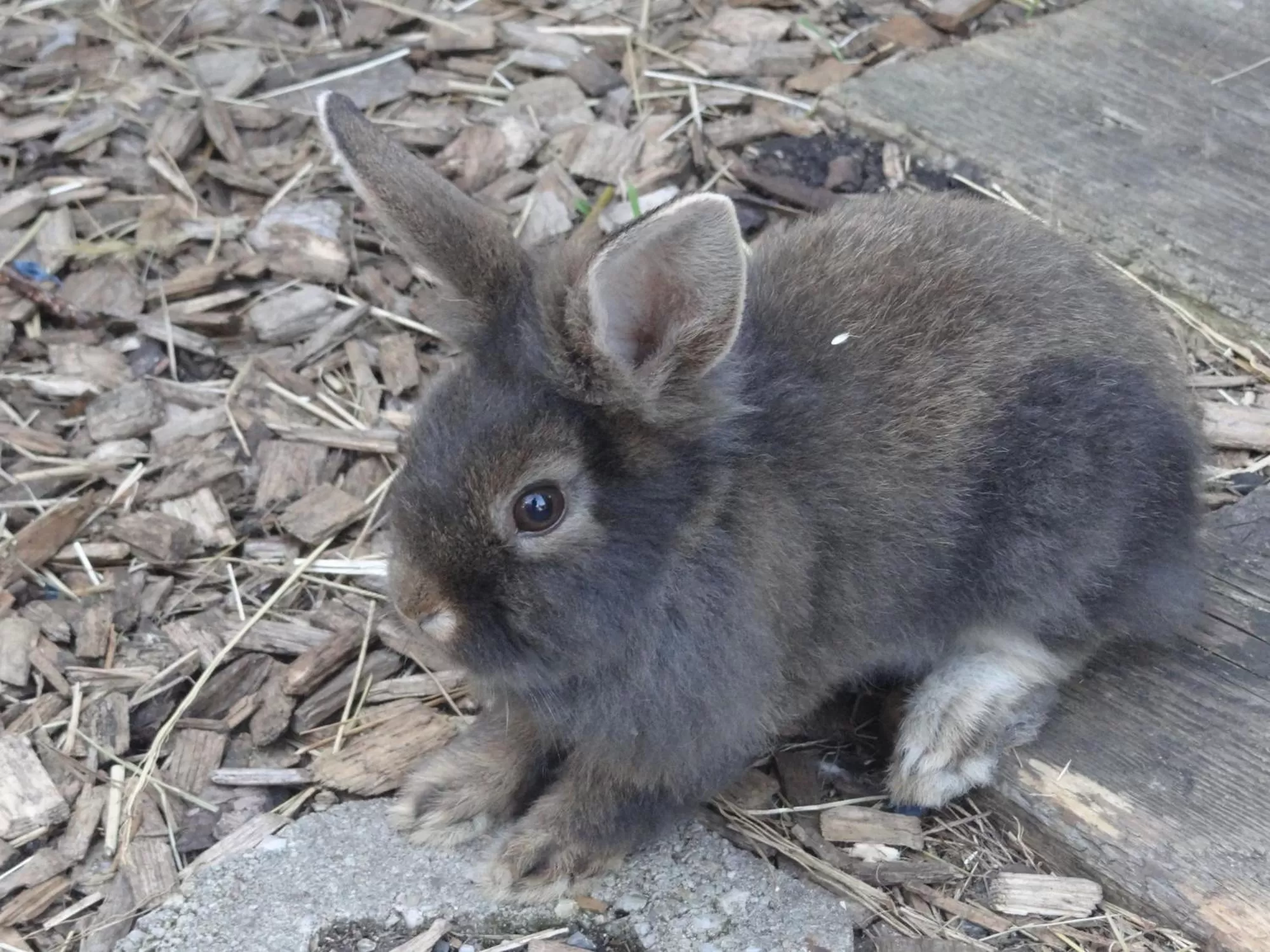 Animals in Beim Haxenwirt