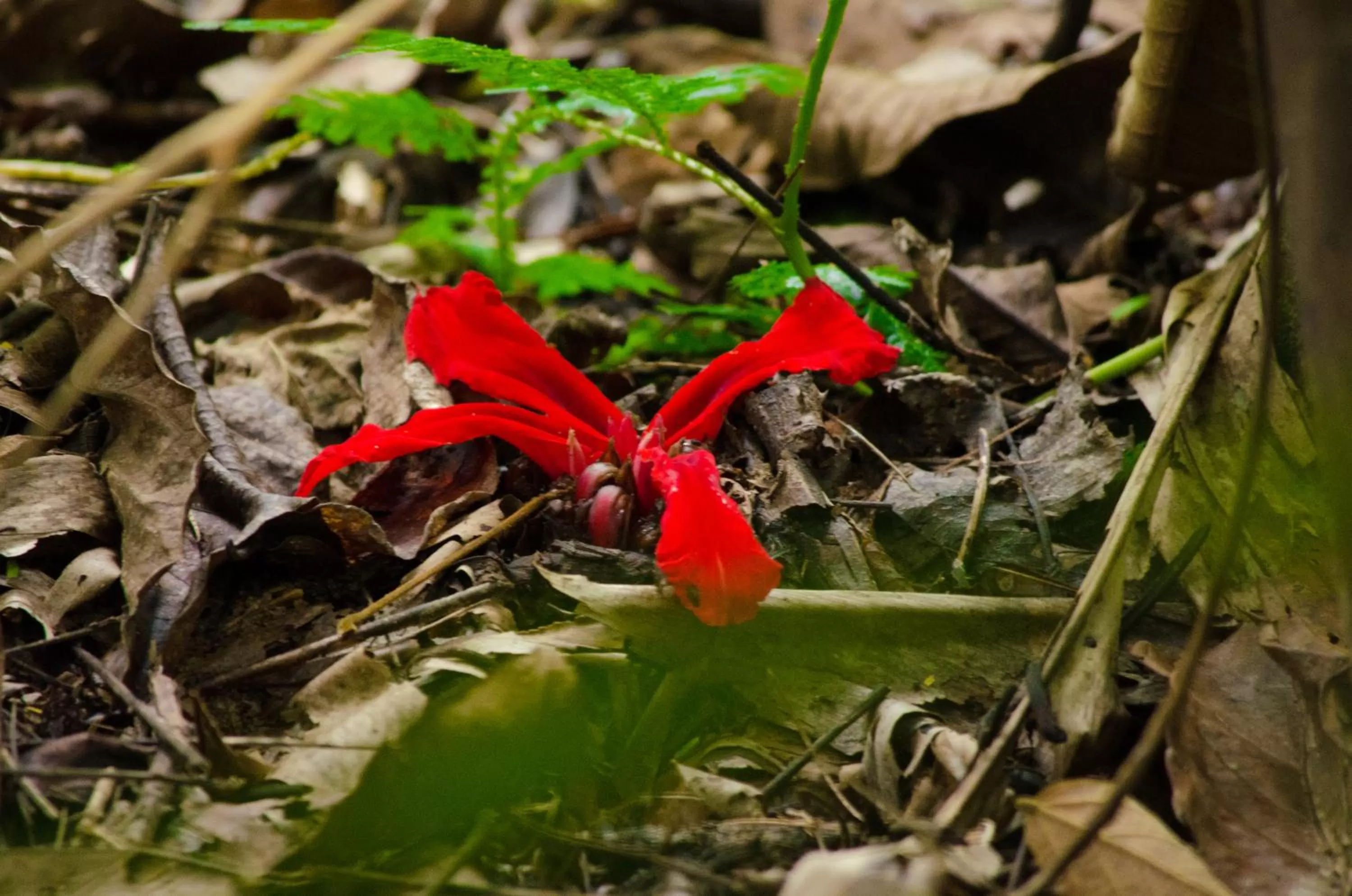 Other in Mutiara Taman Negara