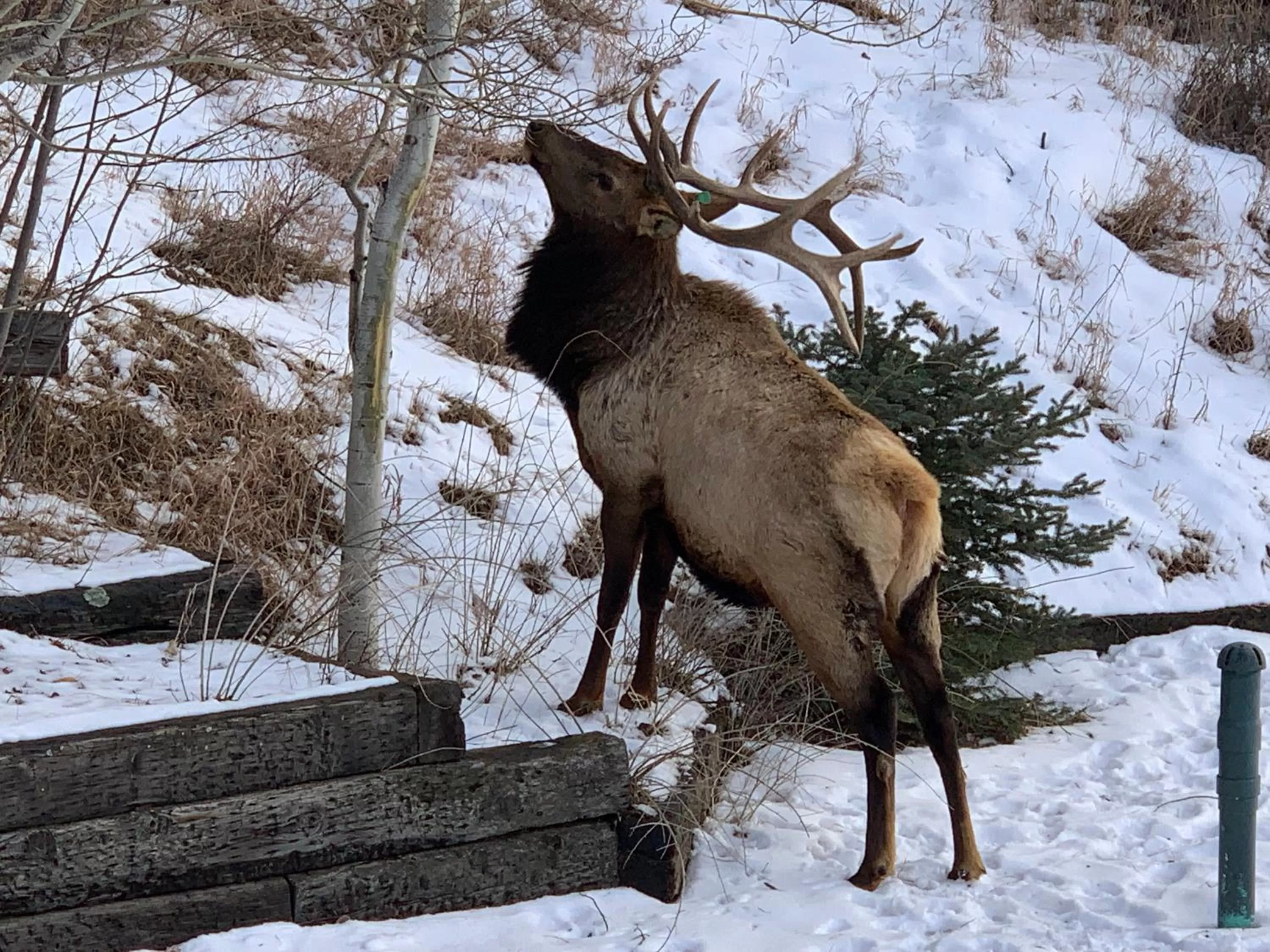 Patio, Other Animals in Inn of Glen Haven