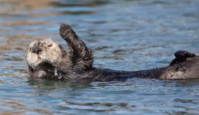 Other Animals in Front Street Inn and Spa