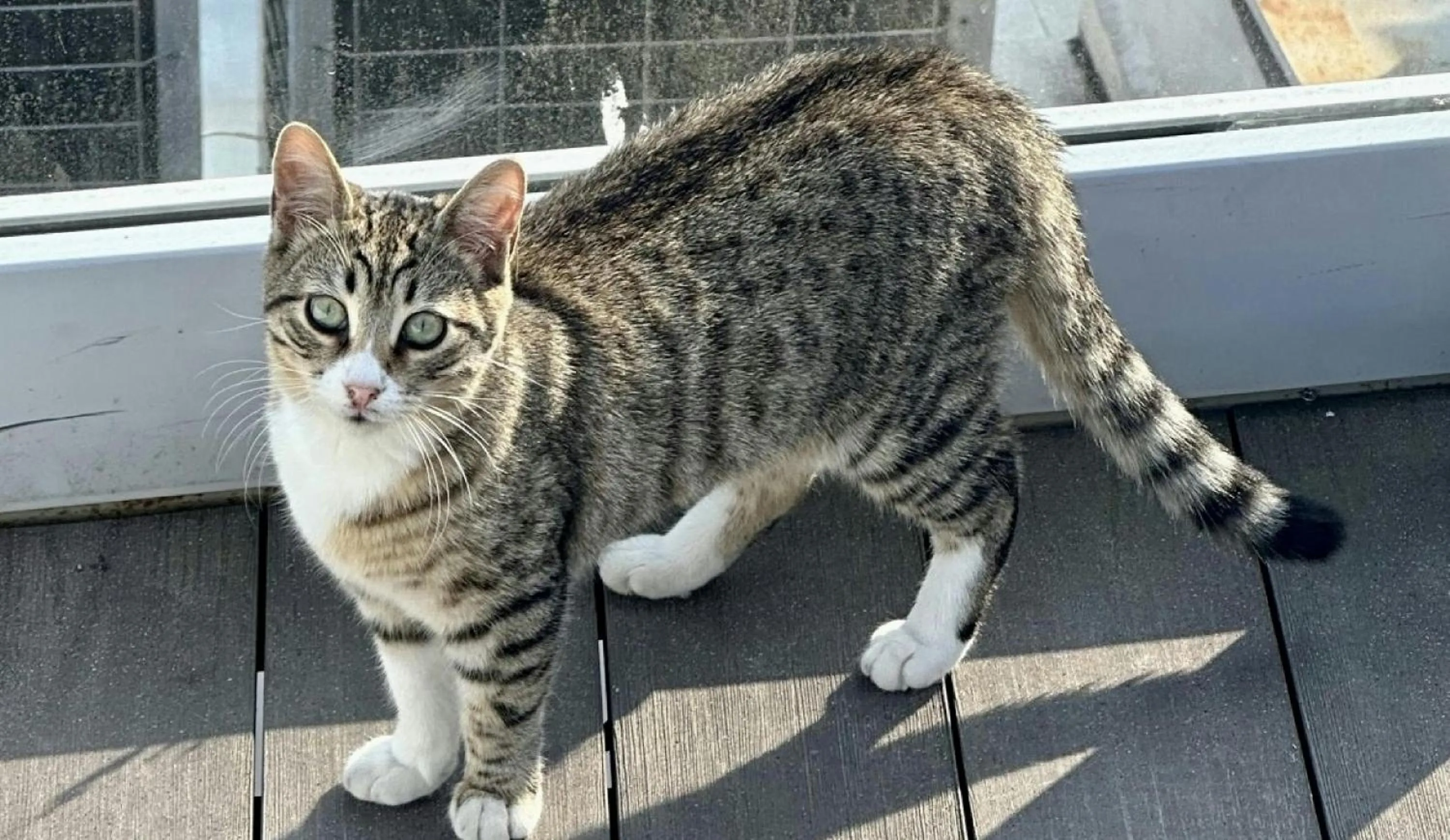 Balcony/Terrace in Istanbul Royal Hotel