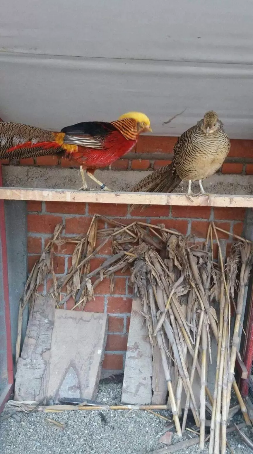 Animals in Etno selo Vile Jefimija, selo Preobrazenje, Vranje