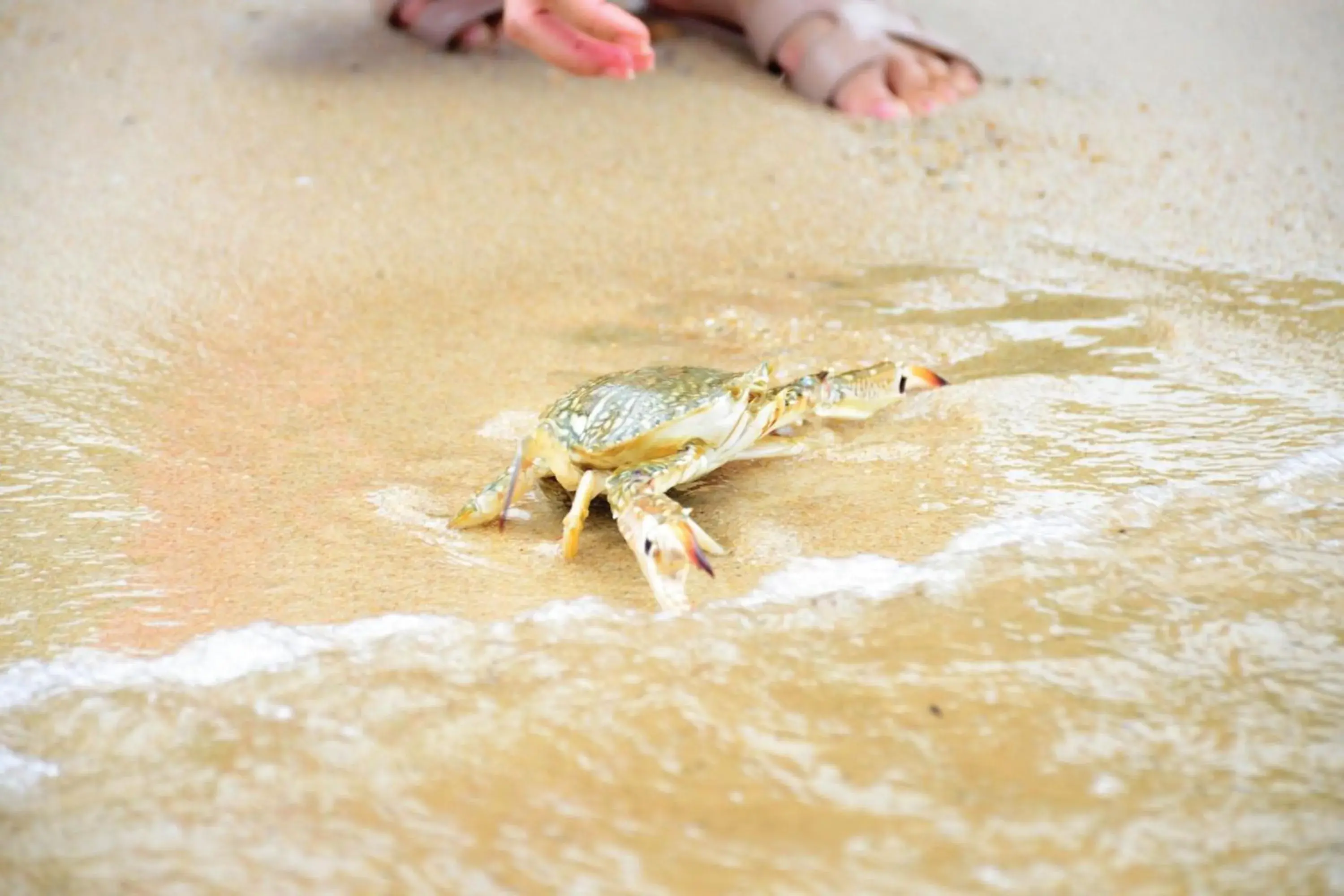 Other, Other Animals in Sheraton Samui Resort