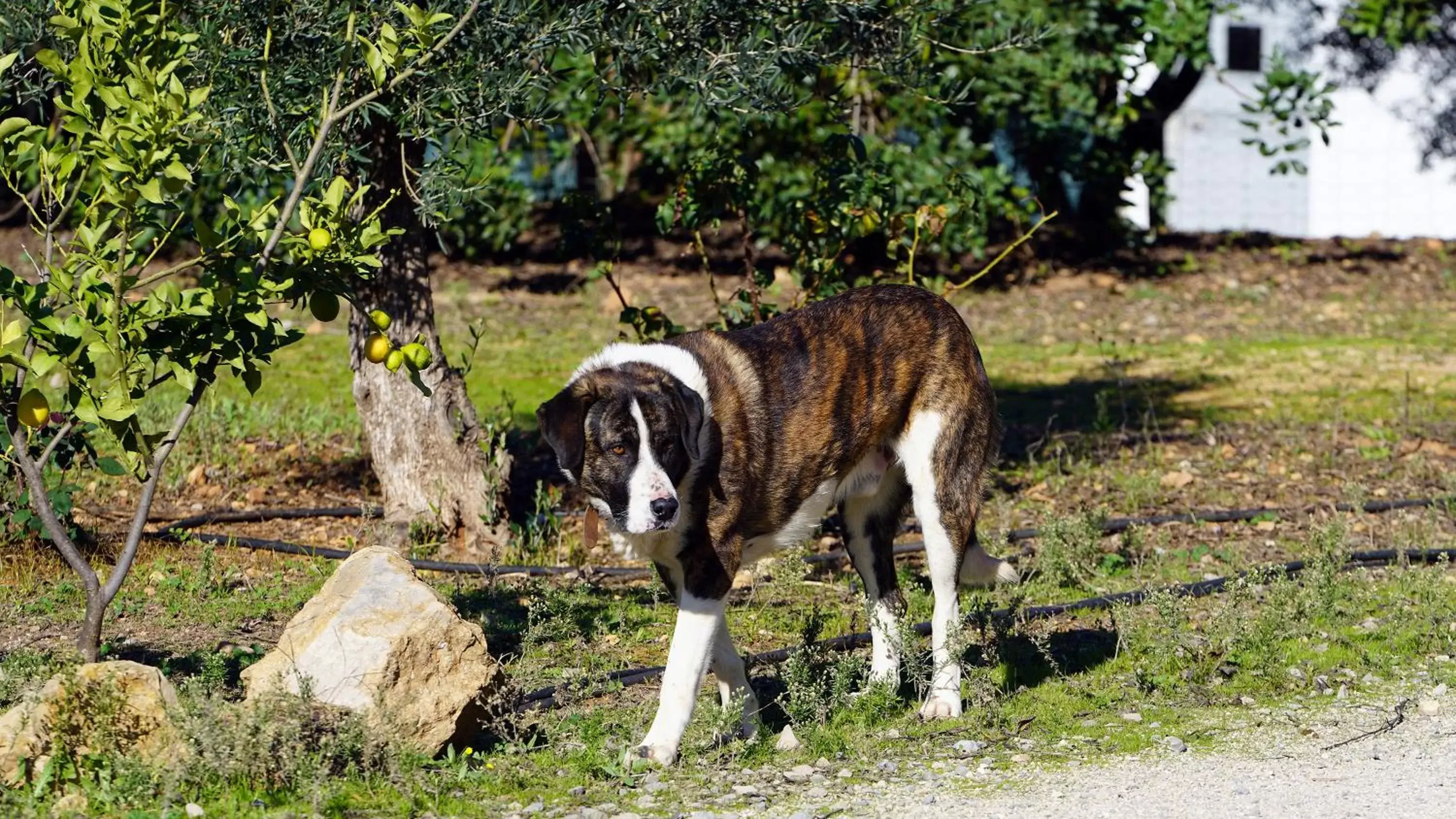 Pets in Hotel Rural Quinta do Marco - Nature & Dining