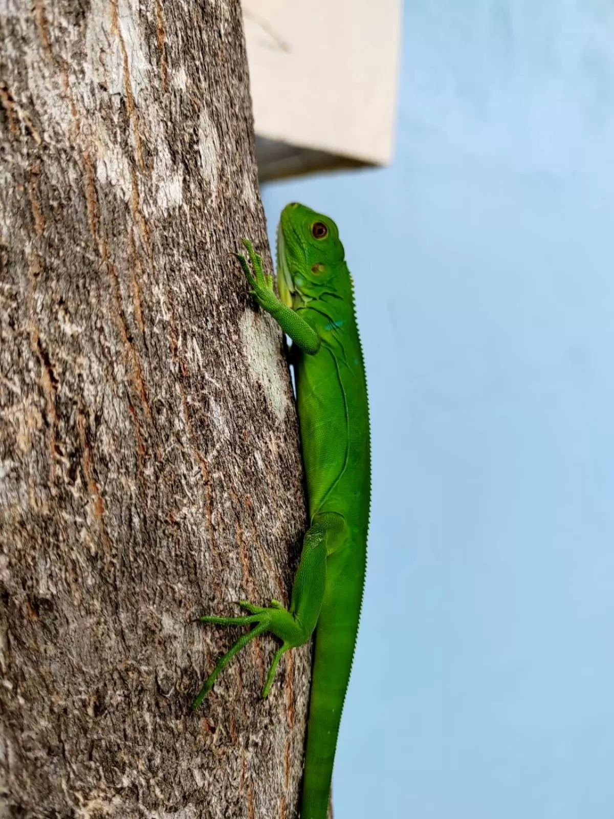 Animals, Other Animals in Hotel Catappa