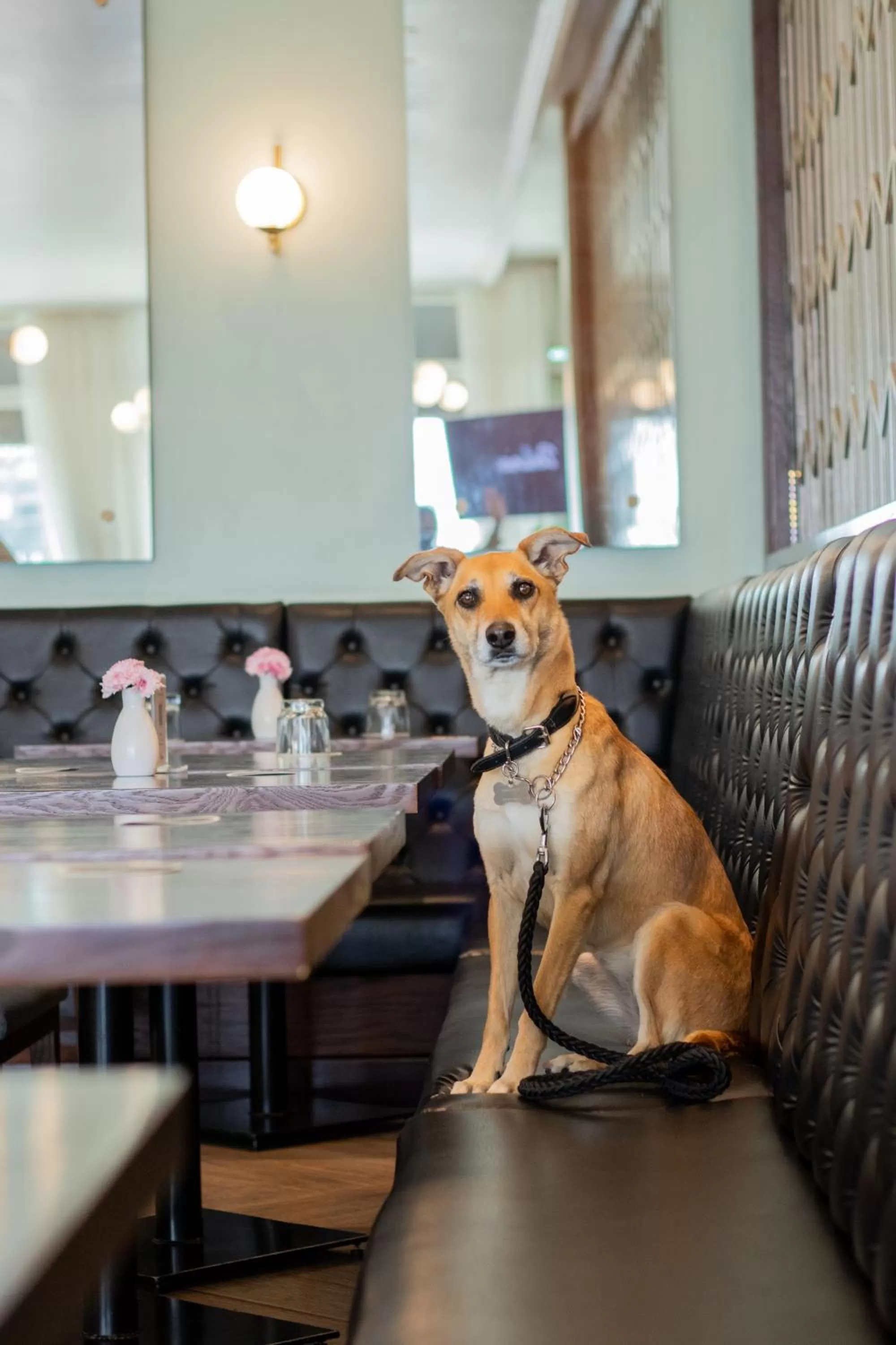 Pets in Casa Basalto