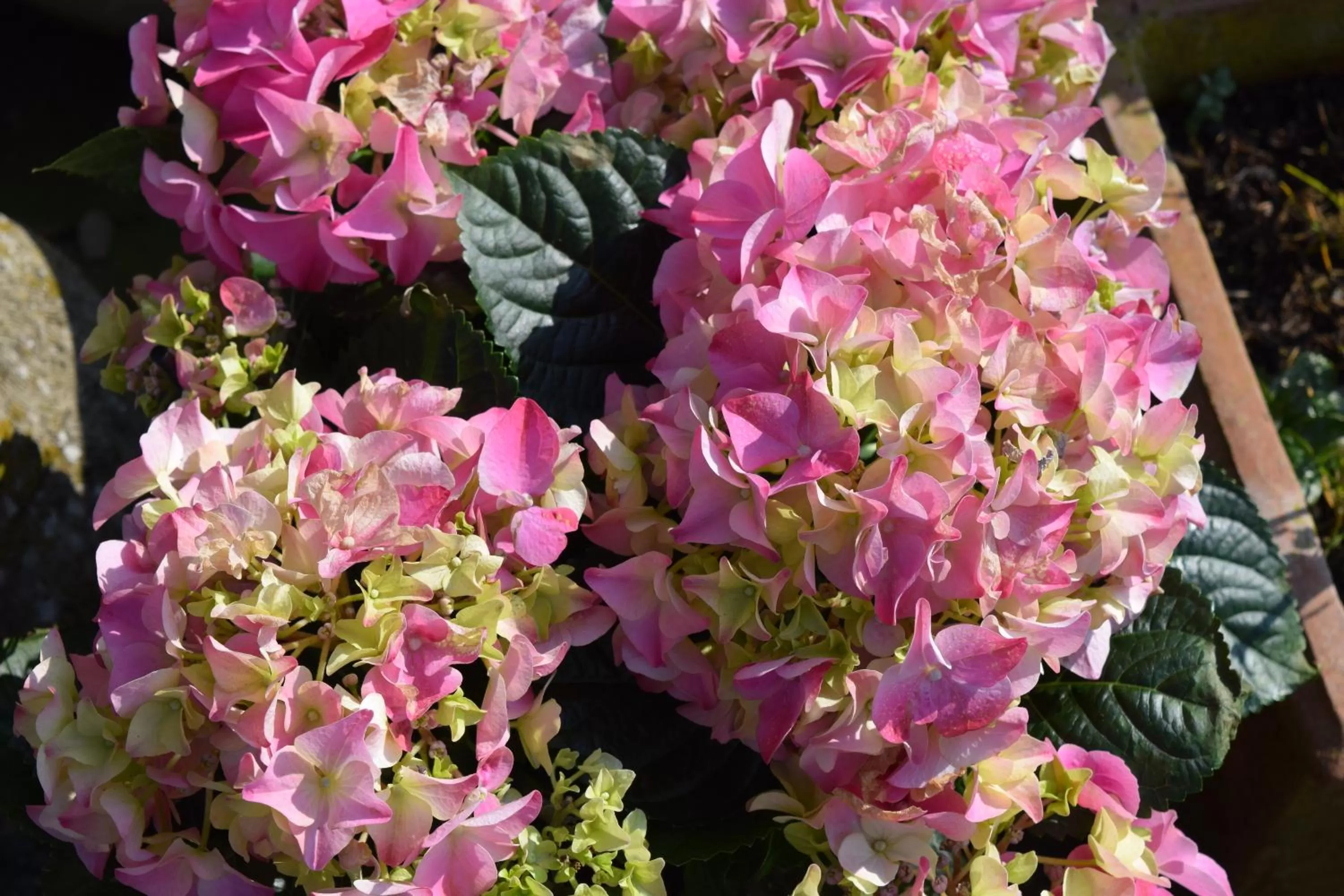 Garden view in B&B De Vossenbarm