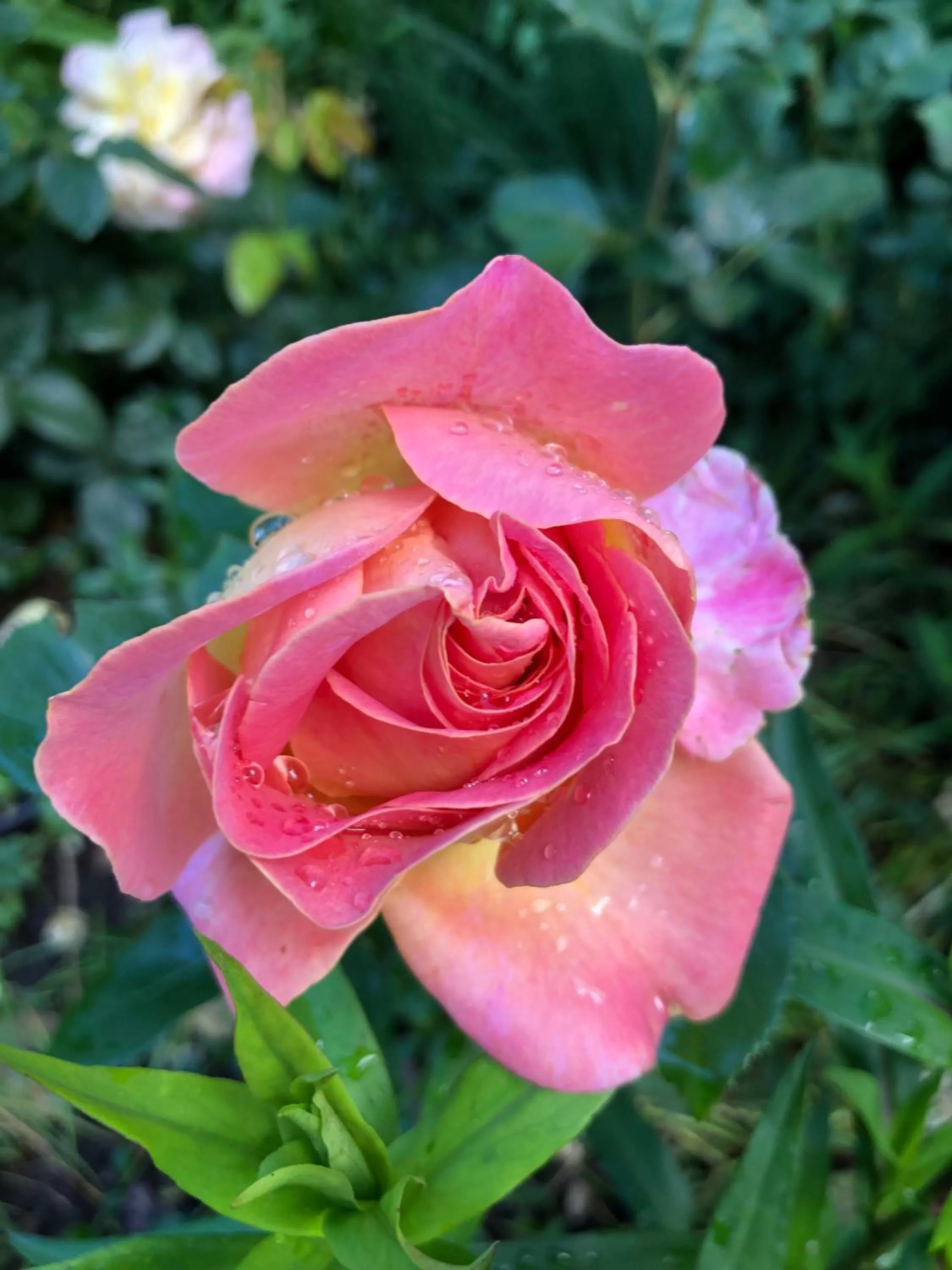 Garden in BnB Chantevent