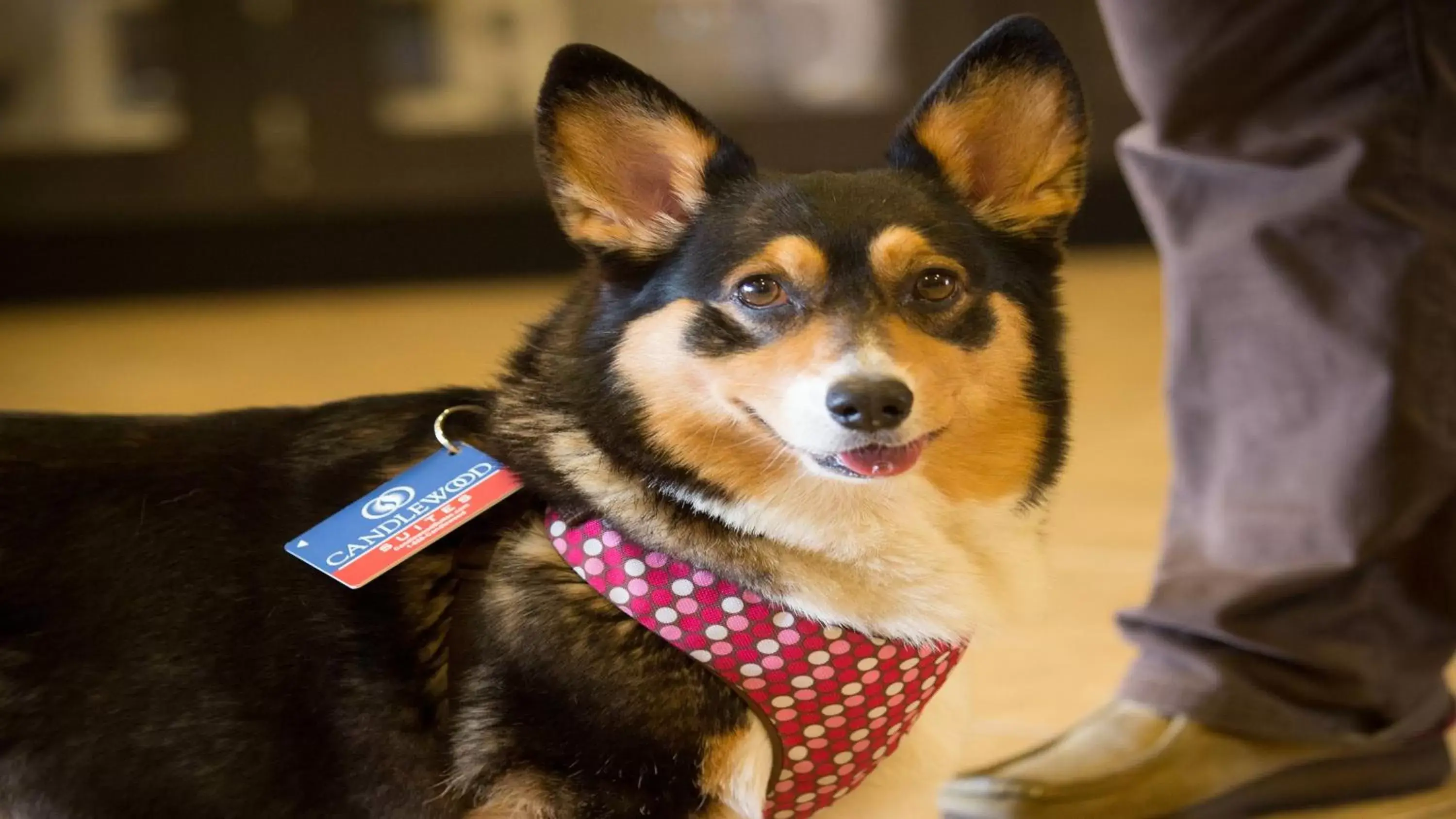 Lobby or reception, Pets in Candlewood Suites Springfield South, an IHG Hotel