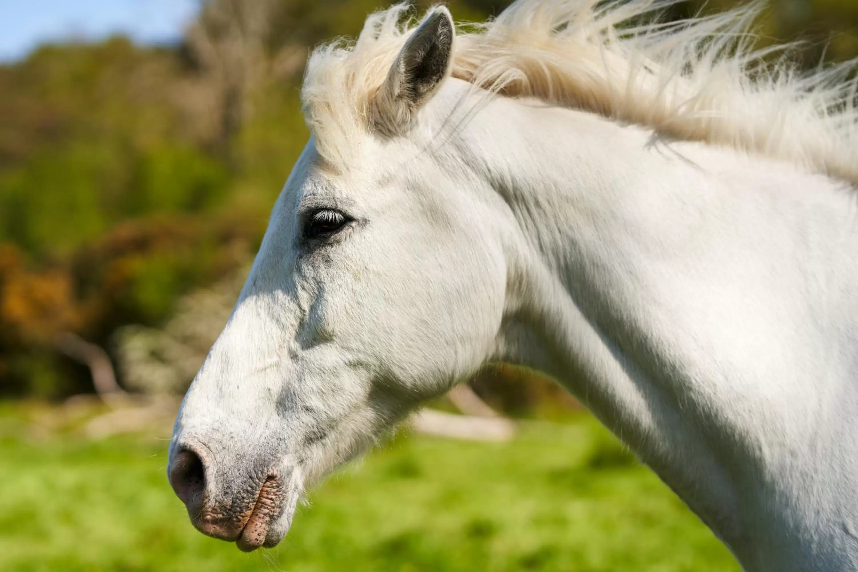 Horse-riding in Sheen Falls Lodge