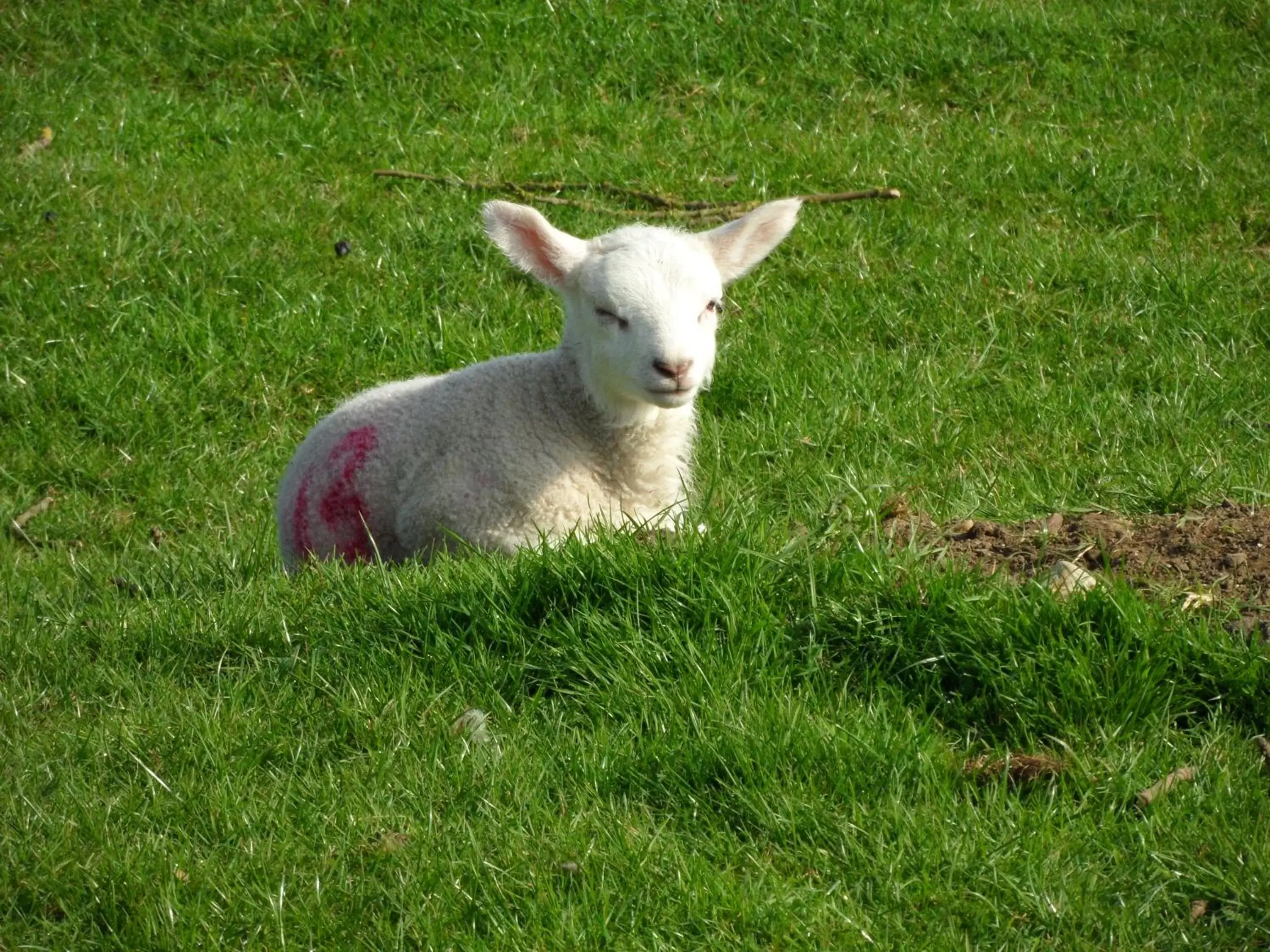 Other Animals in Carlton Corner Bed & Breakfast