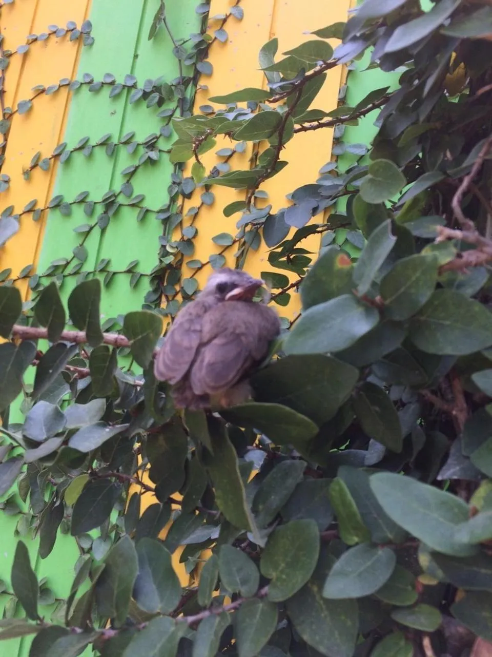 Animals in J.Holiday Inn Krabi