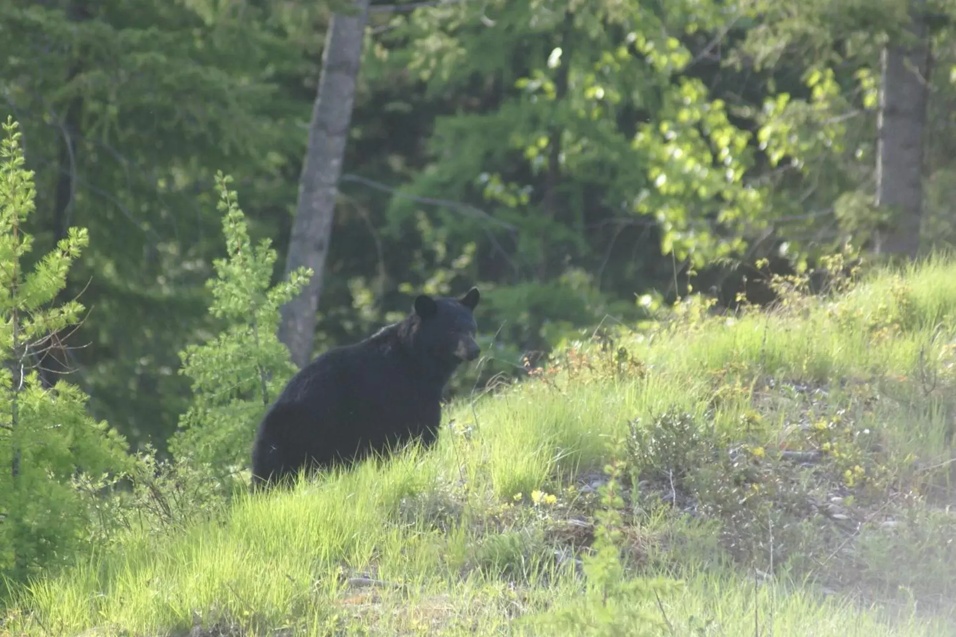 Spring, Other Animals in Alpenglow Bed and Breakfast