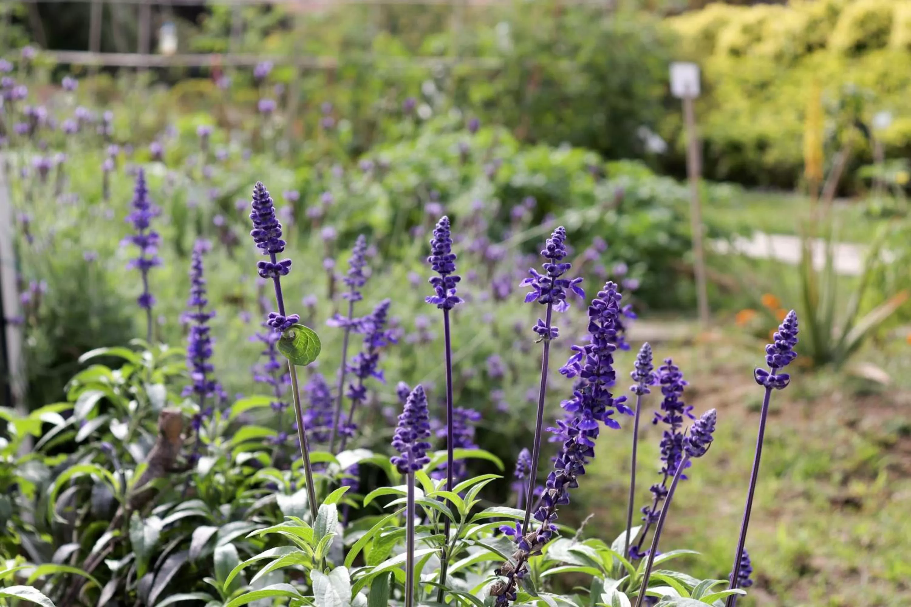 Garden in Hong Kong Gold Coast Hotel
