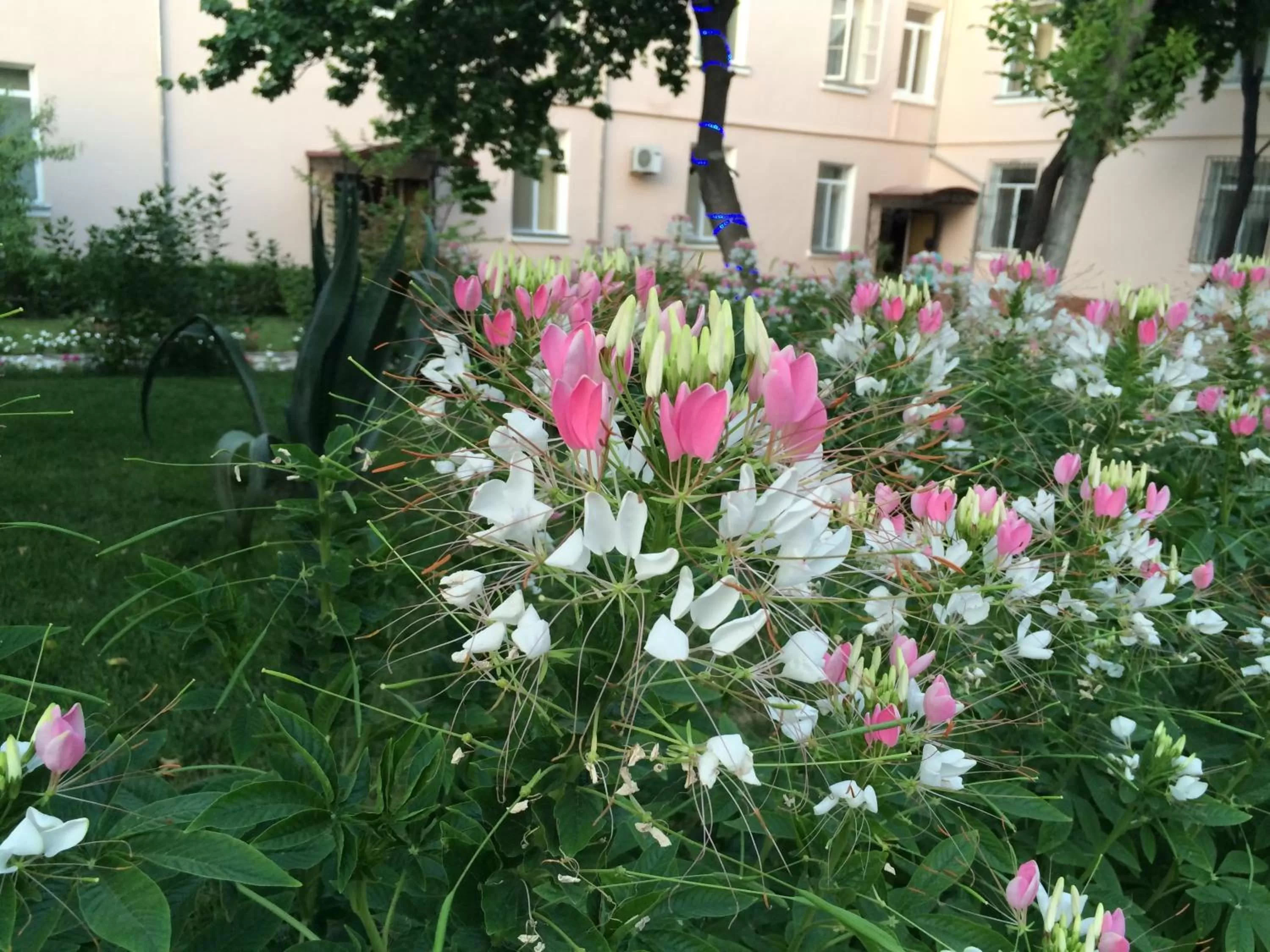 Day, Garden in Armon Apart Hotel