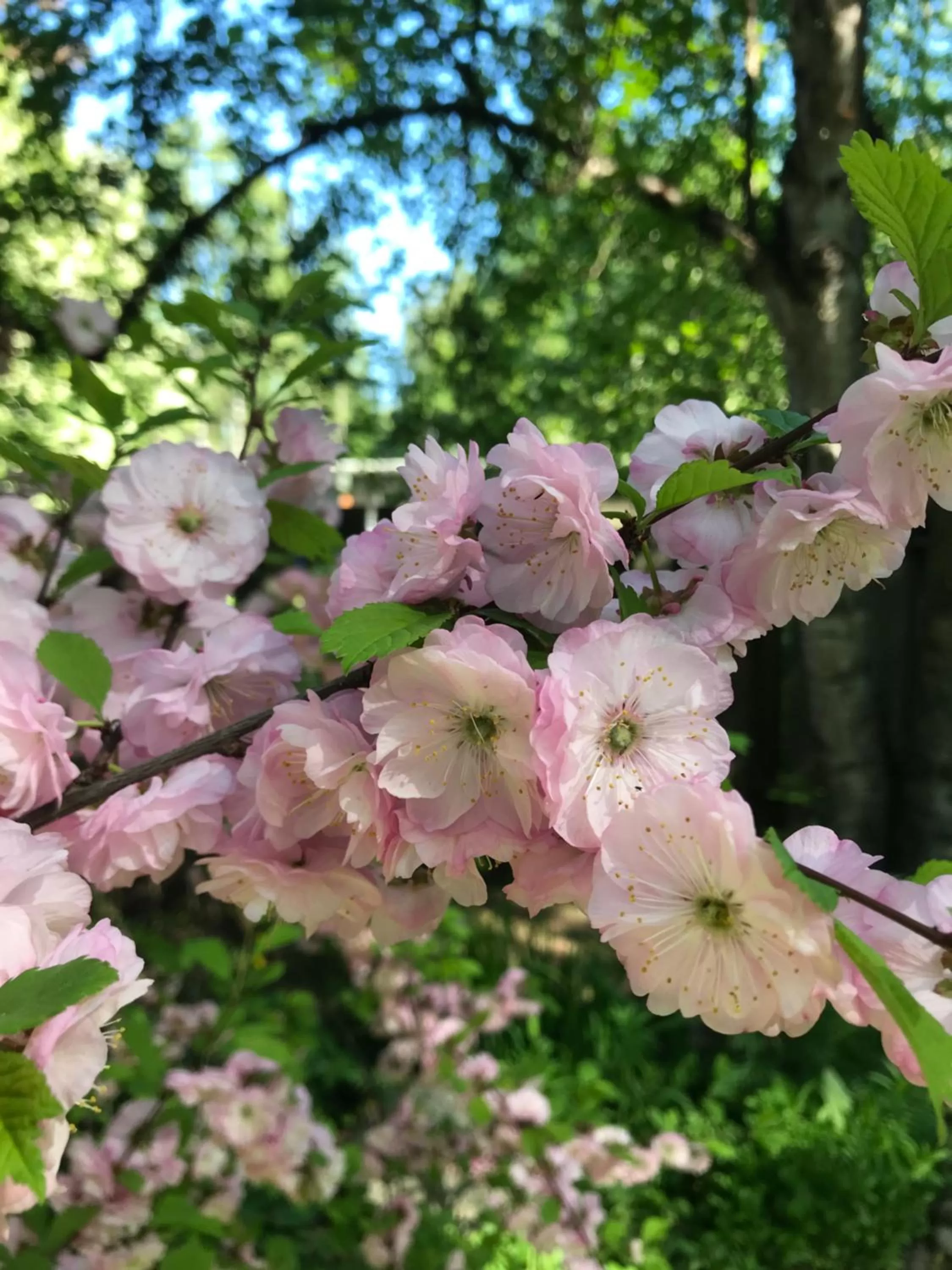 Garden view, Garden in Gardenside Bed and Breakfast