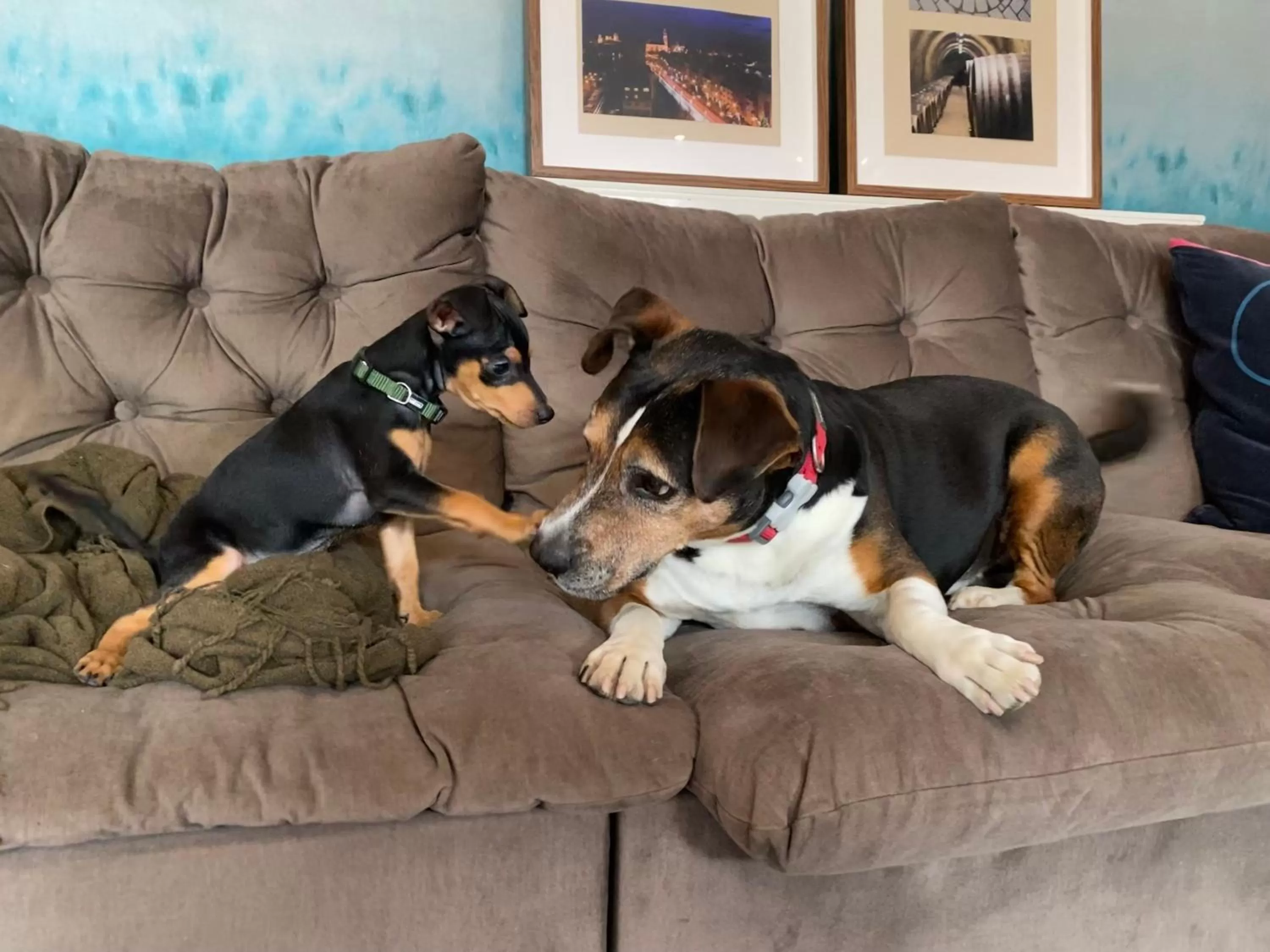 Pets in Margaréta Garden & SPA