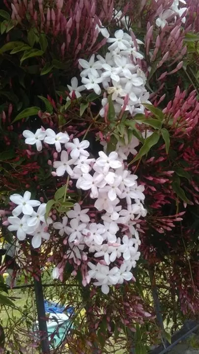 Garden in Villa Magnolia B&B