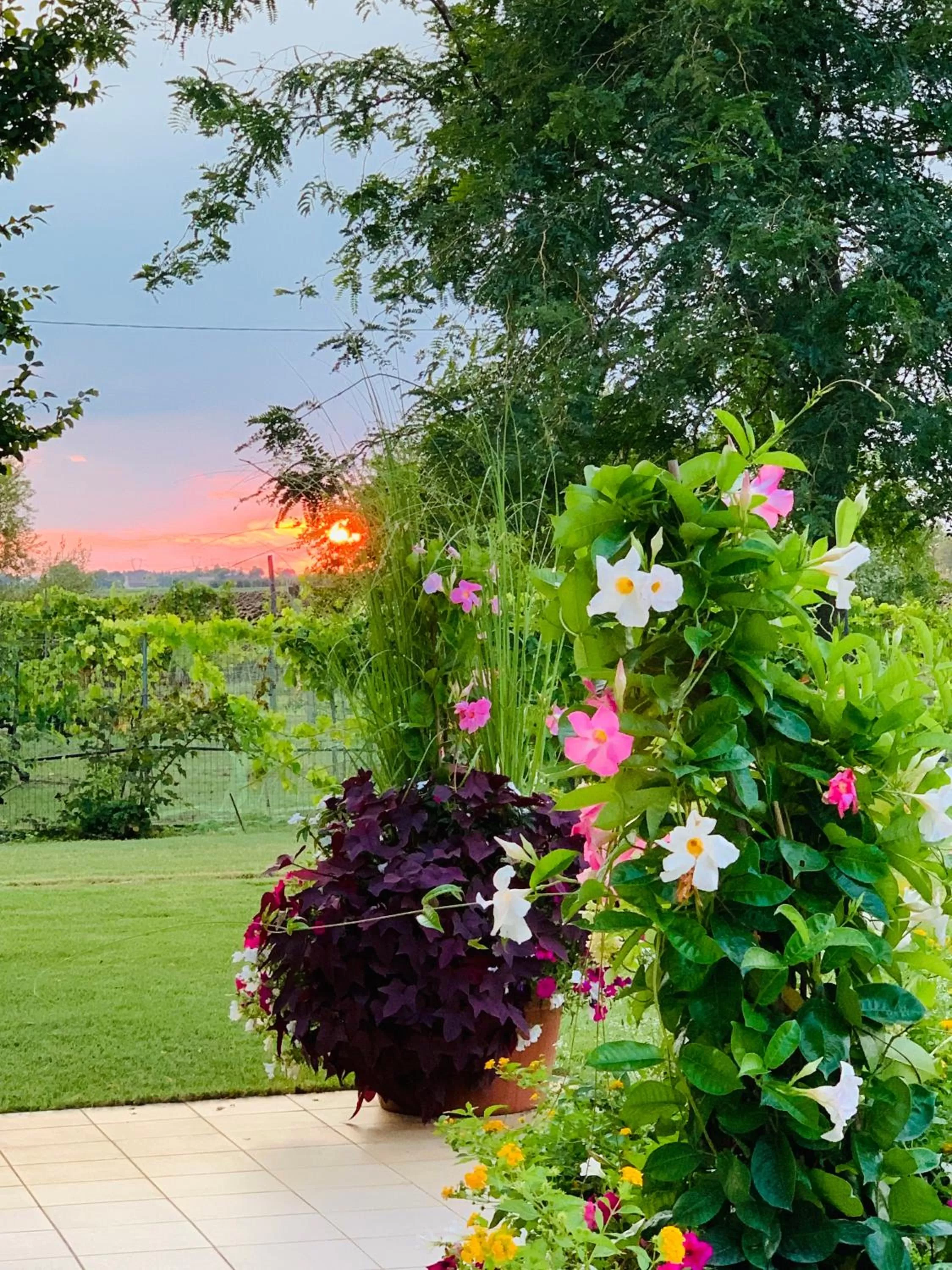 Garden in B&B Beauty House