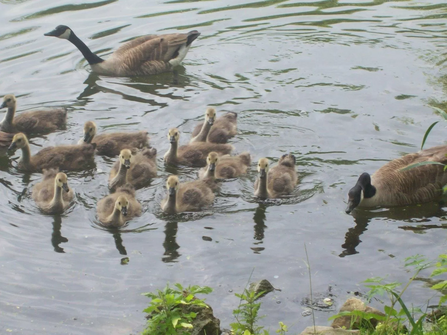 Area and facilities in Hôtel L'ile Du Saussay