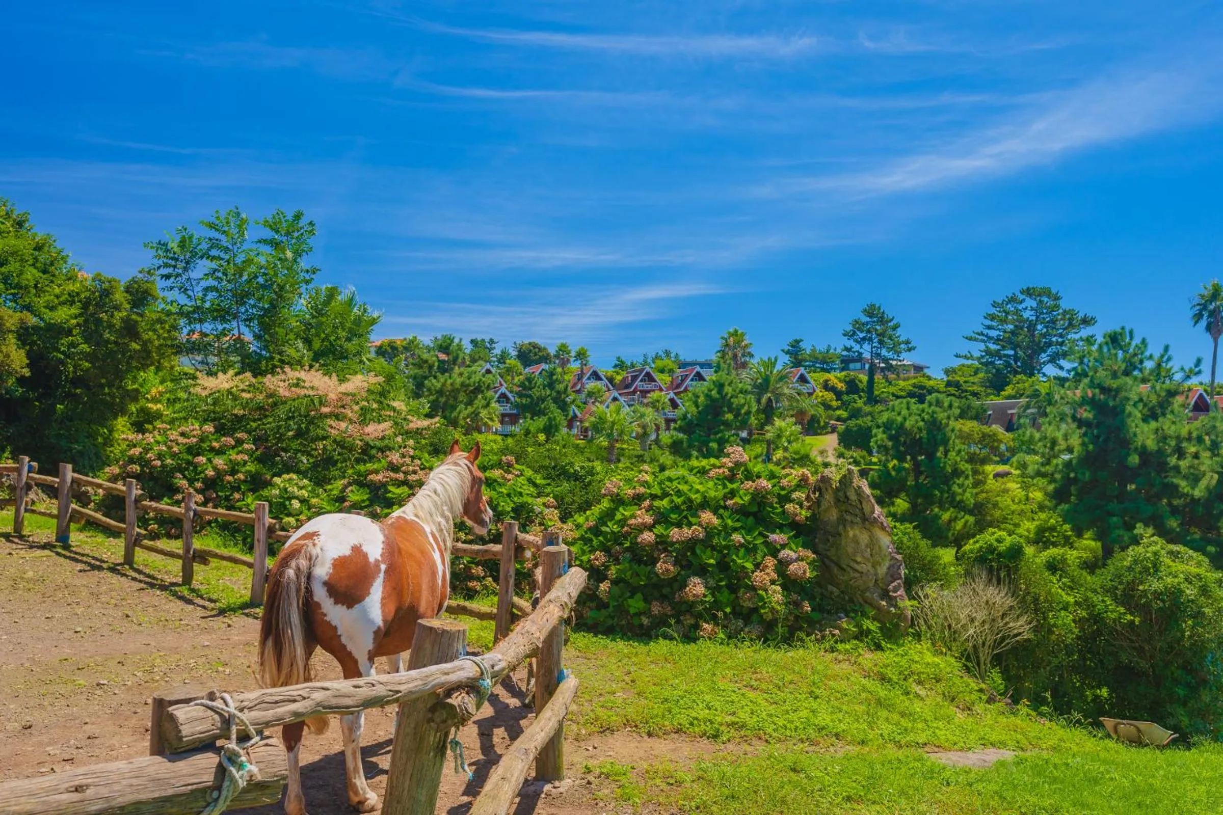 Day in Jungmun Log Pension & Resort