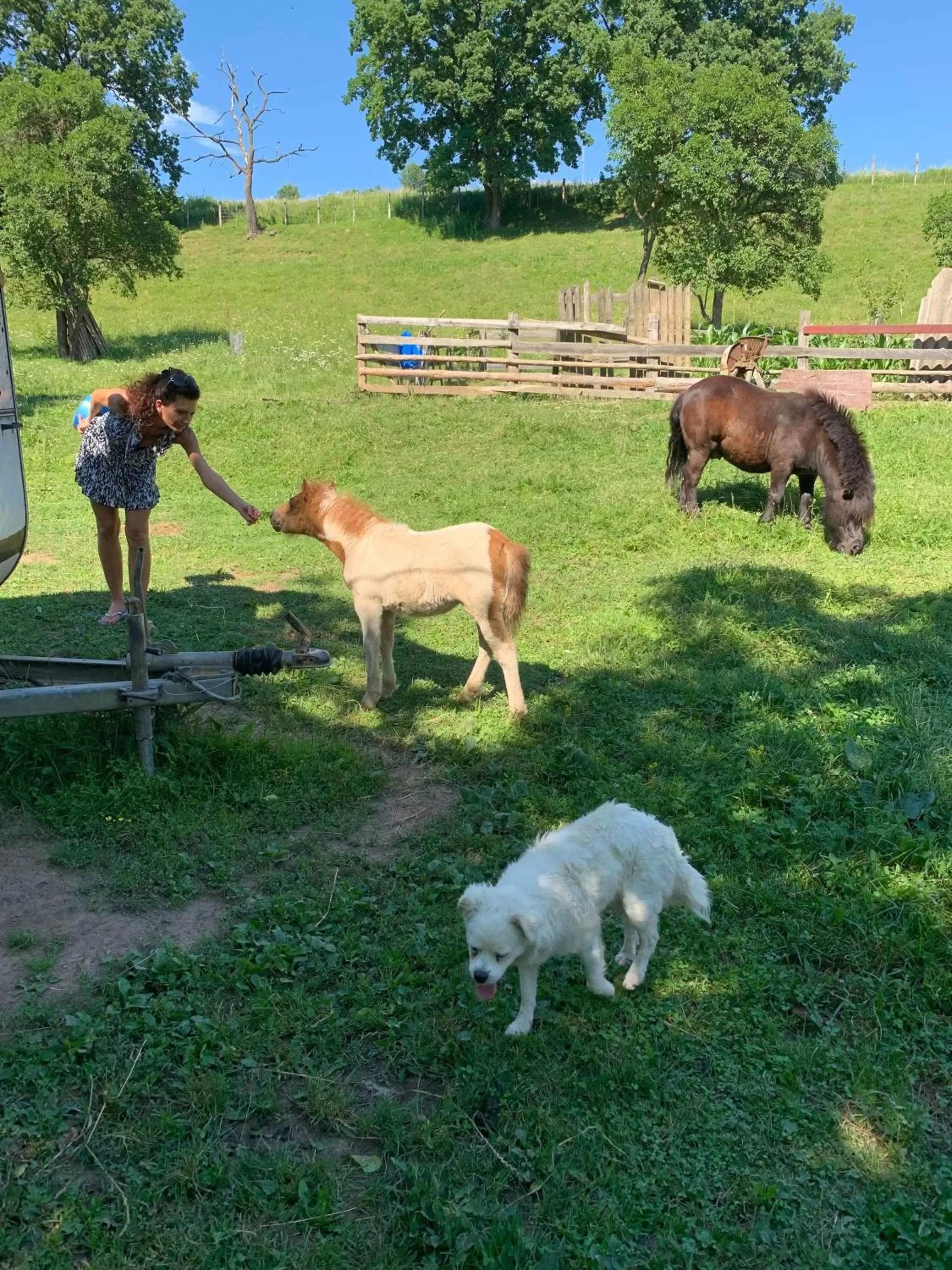 Day, Other Animals in Pensiunea SilvAnka