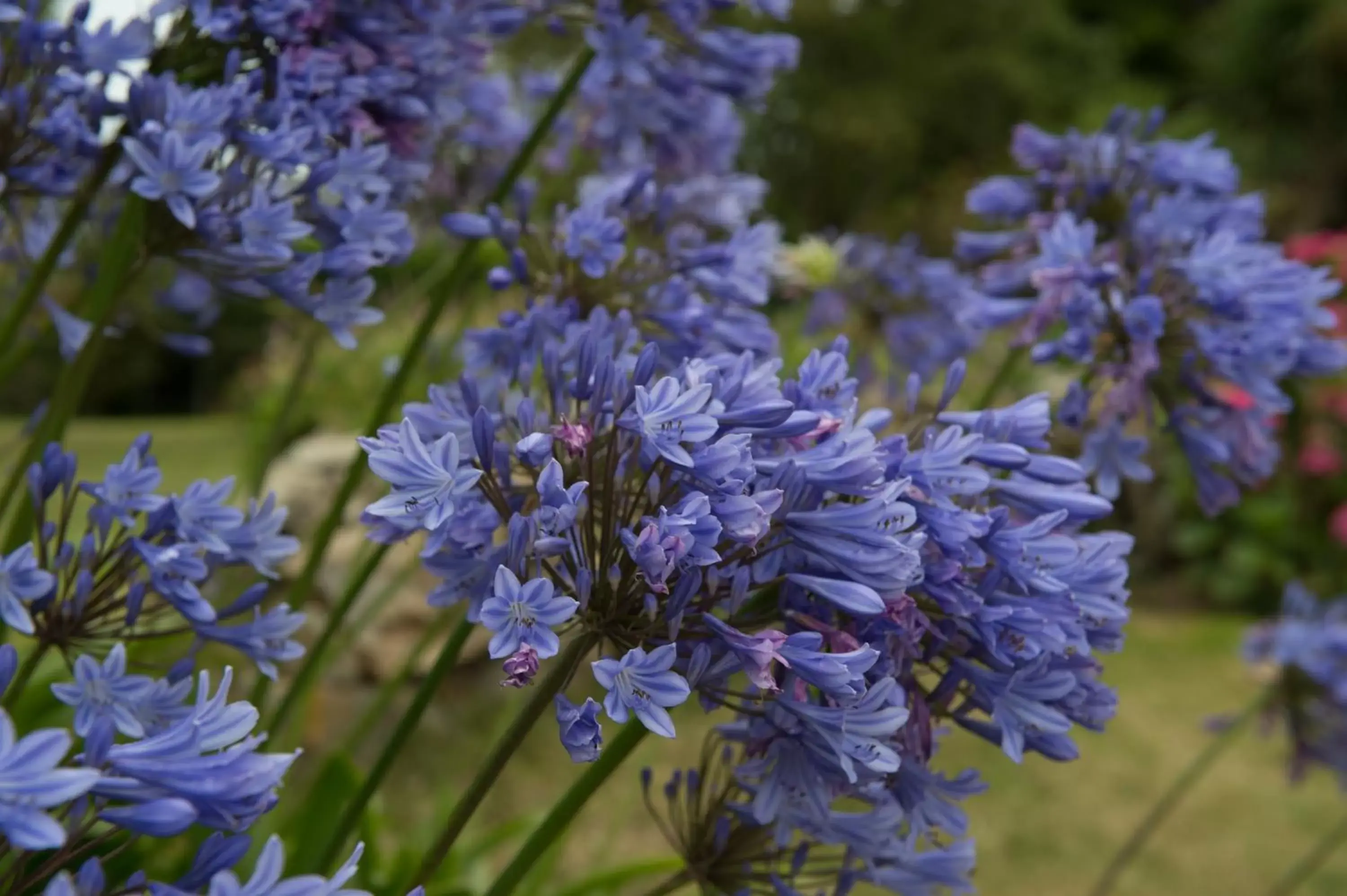 Garden in The Originals City, Hôtel Armen Le Triton, Roscoff (Inter-Hotel)