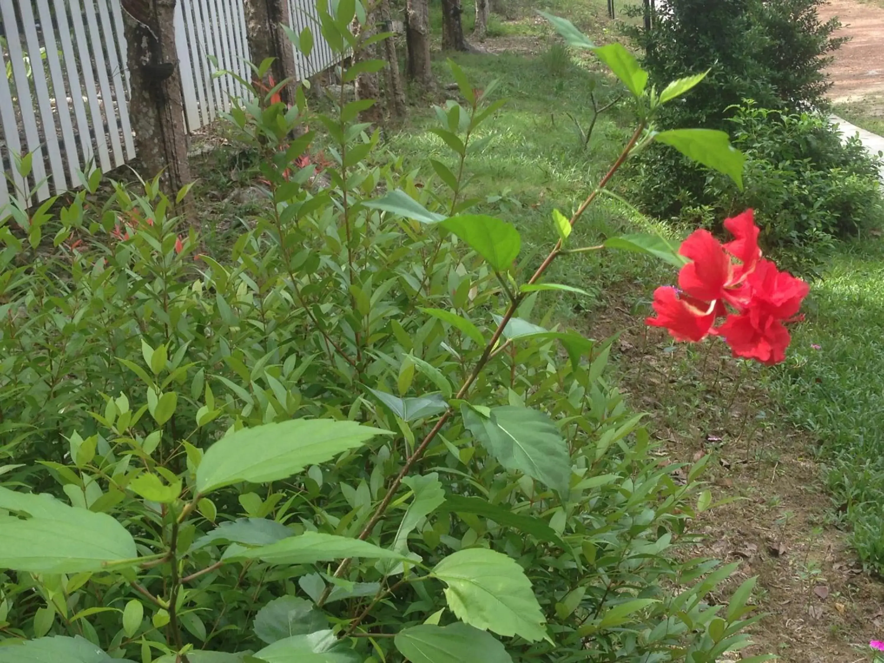 Garden in BaanPhong Lanta