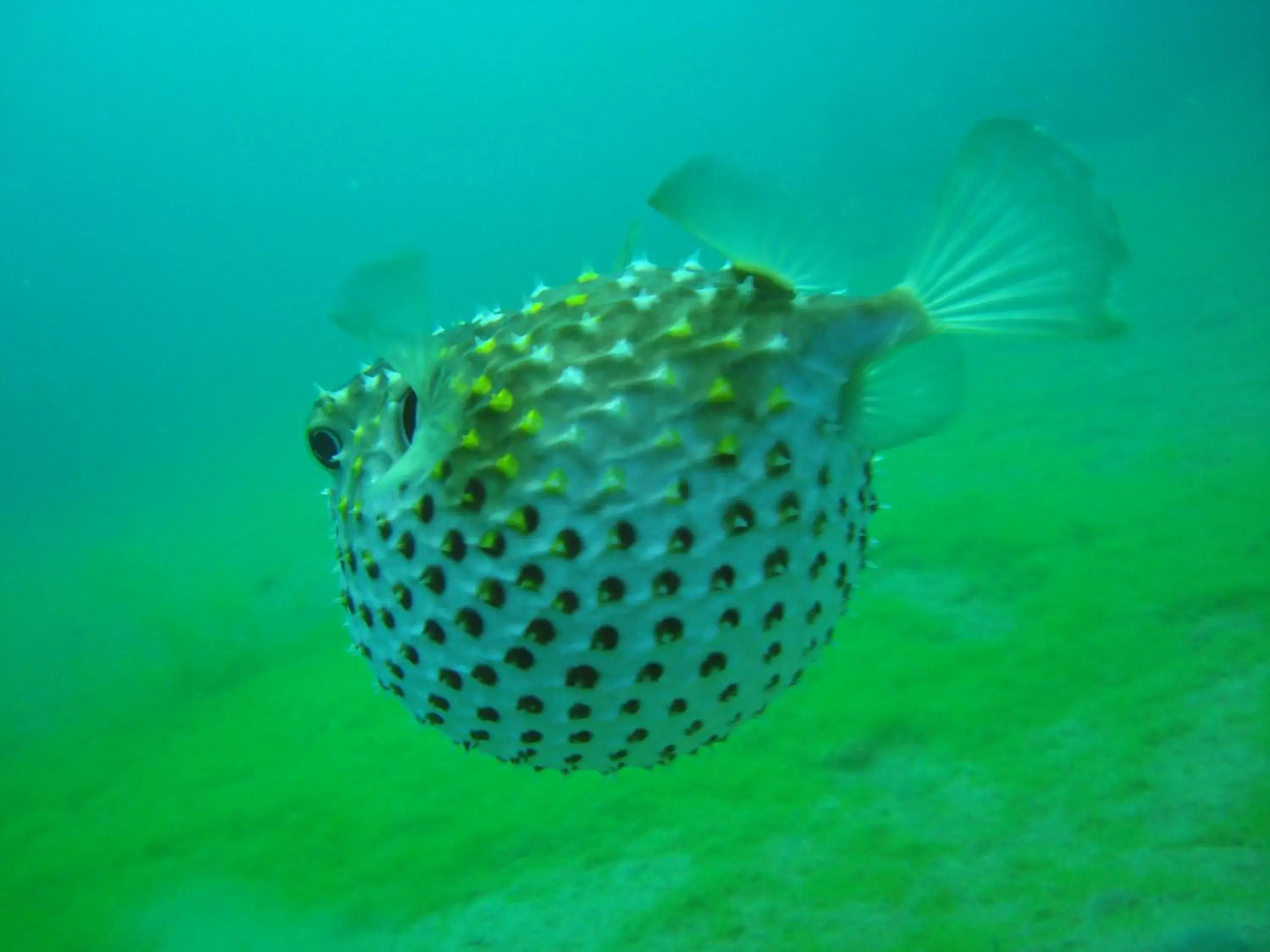 Diving, Other Animals in Red Sea Dive Center